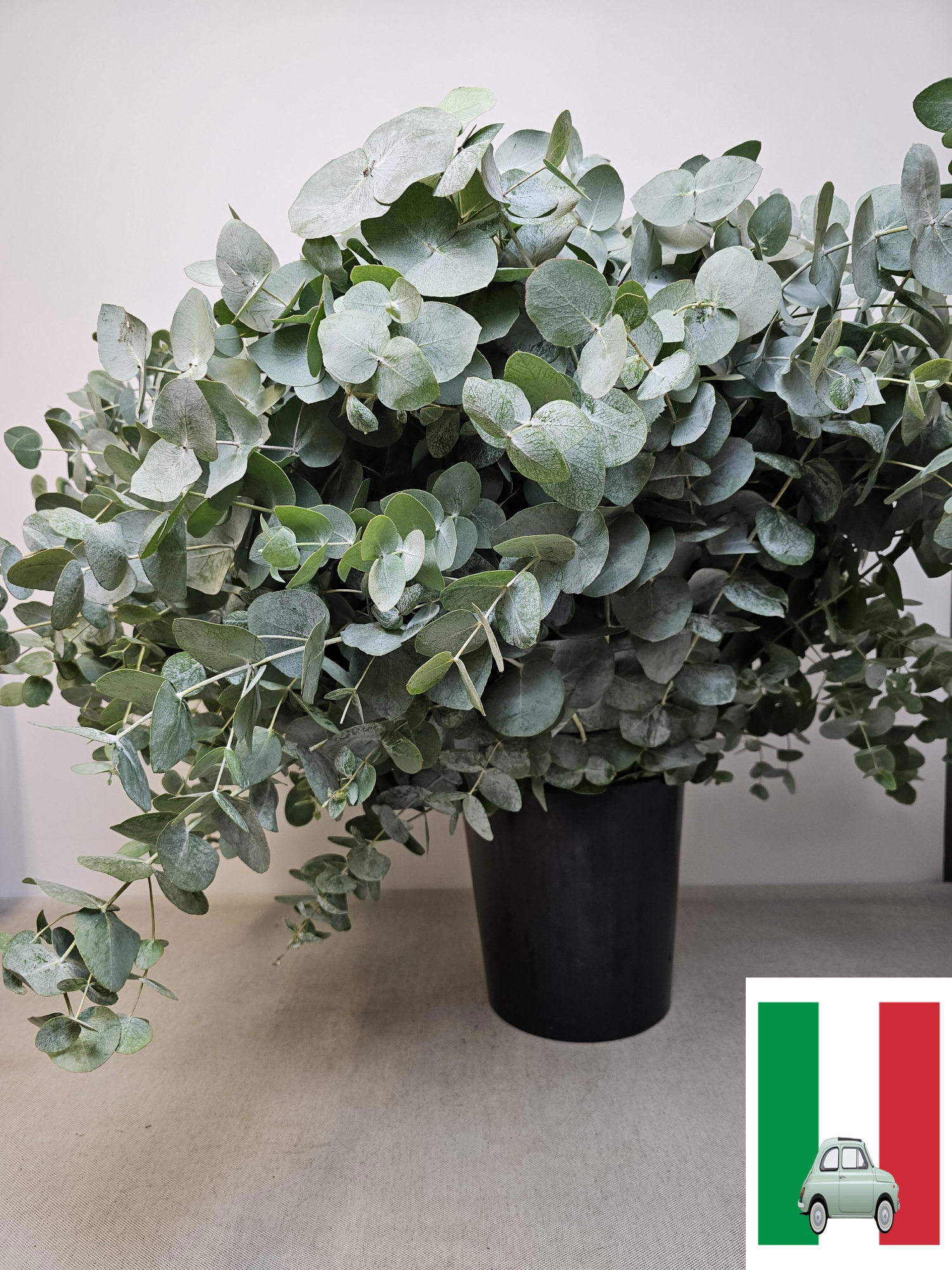 Эвкалипт Цинерея 75, шт.