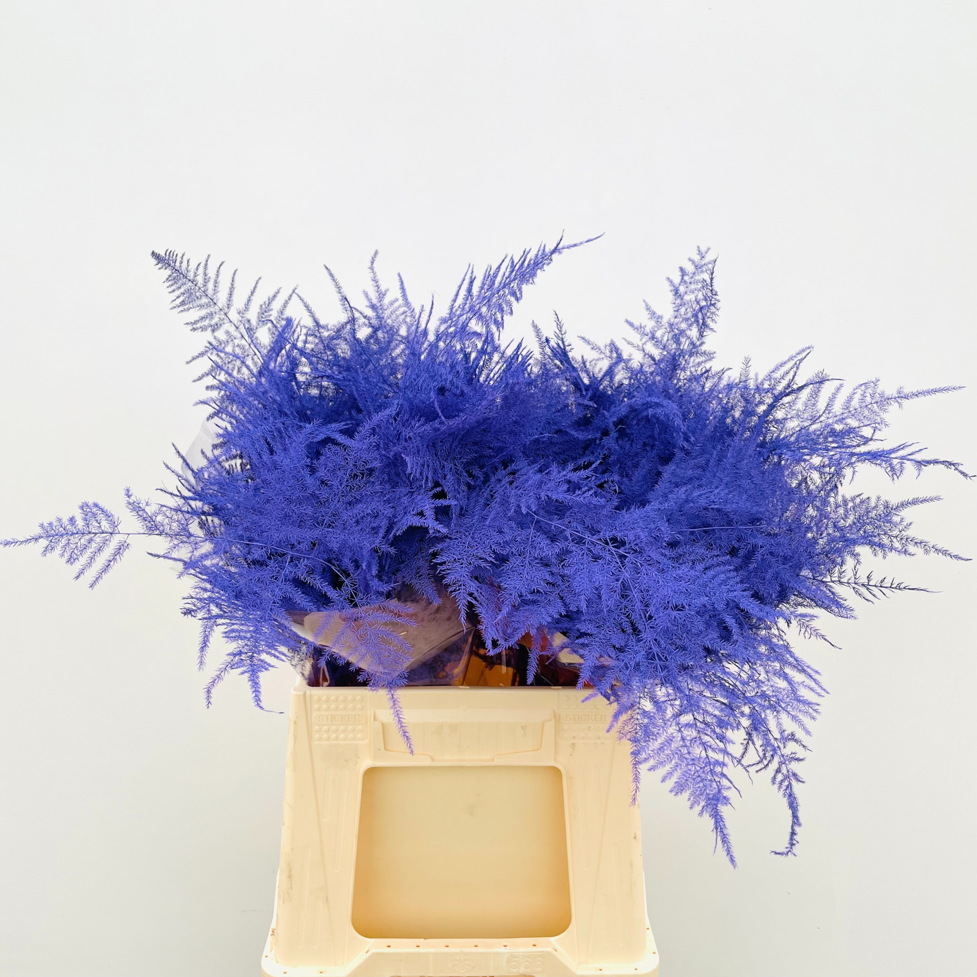 Аспарагус Овериг Крашеный (краш. ) 45, шт.