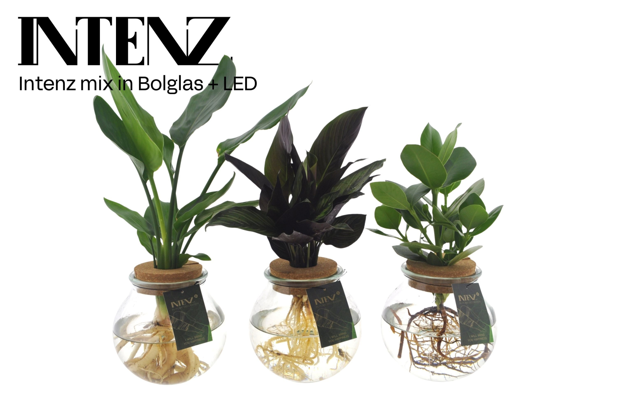 Intenz mix in Bolglas - levertijd: 24 u, D 12 cm