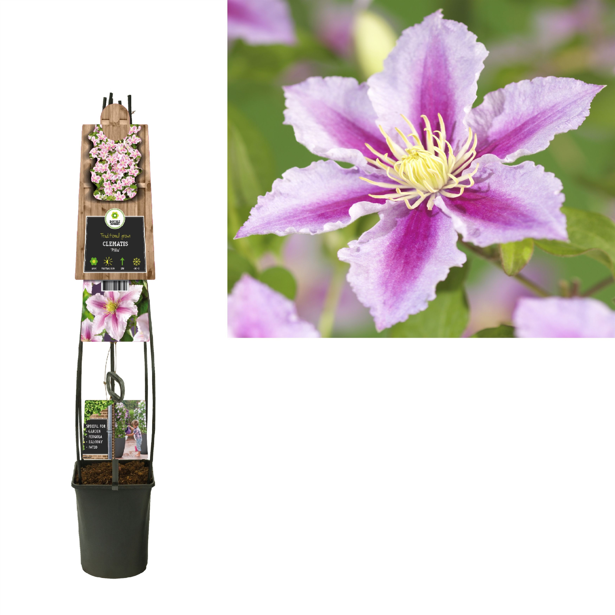 Clematis 'Piilu' +3.0 label, D 23