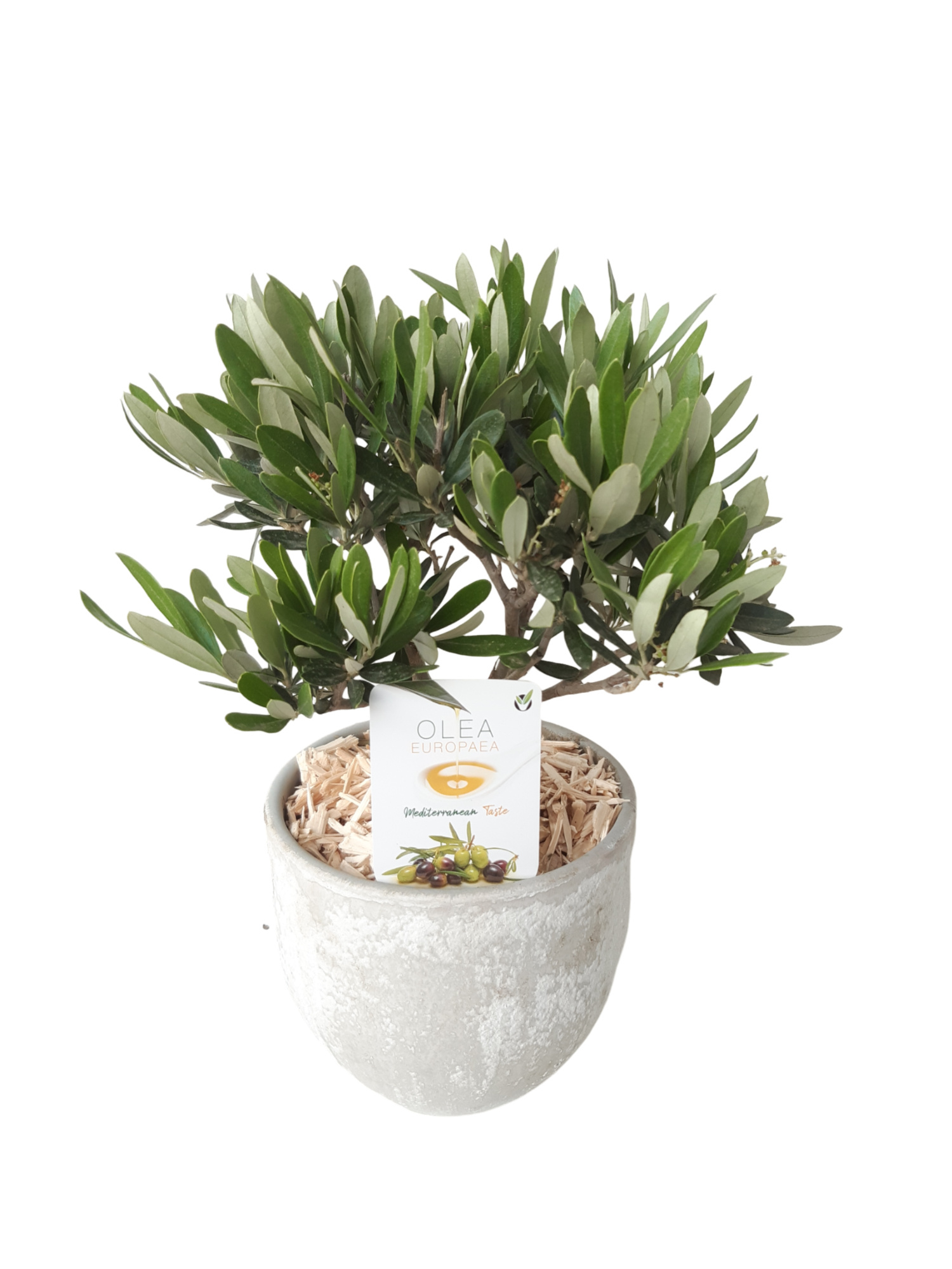 PP16OLE Planter pot D16 Olea Europaea Bush, D 16 cm