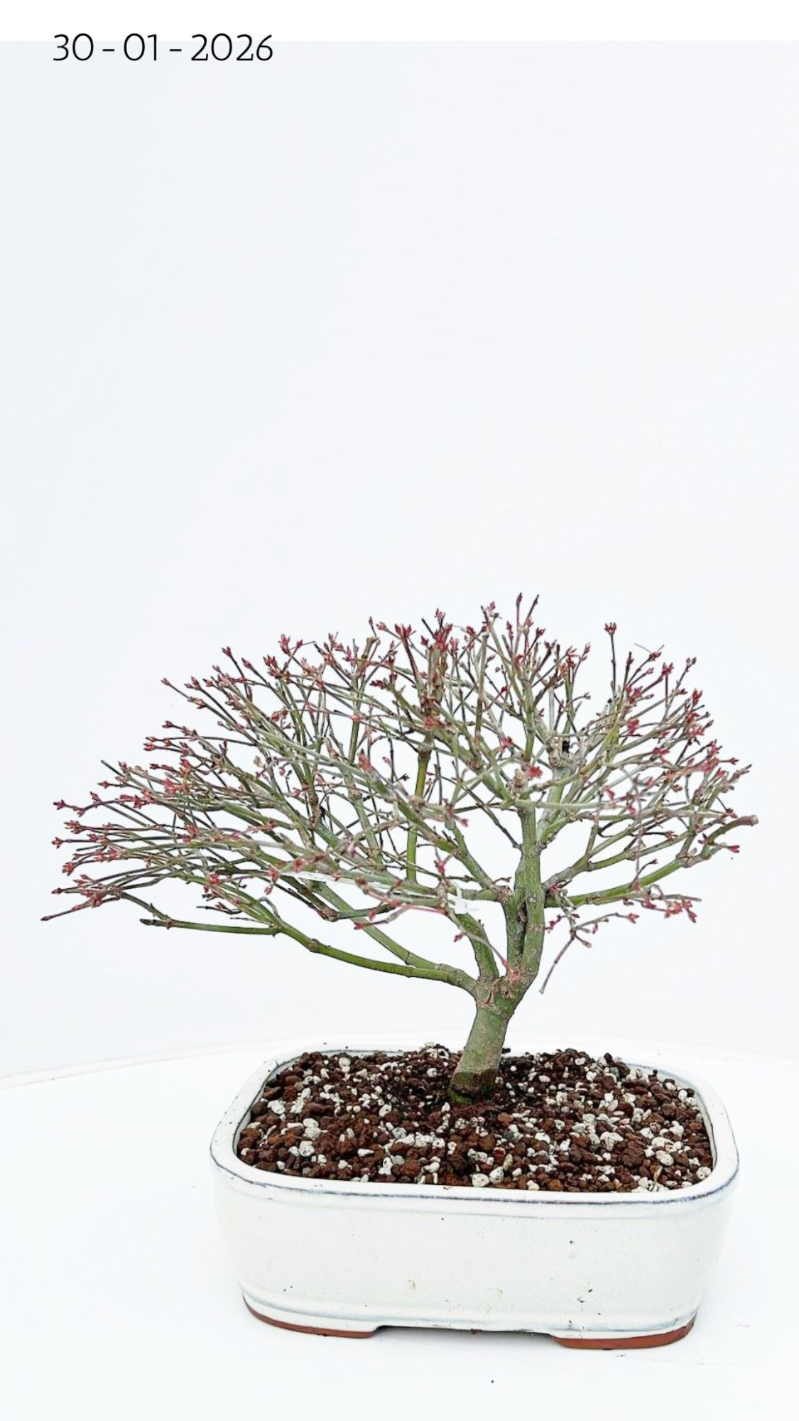 Acer palmatum kiyohime, pot 22cm., D 22