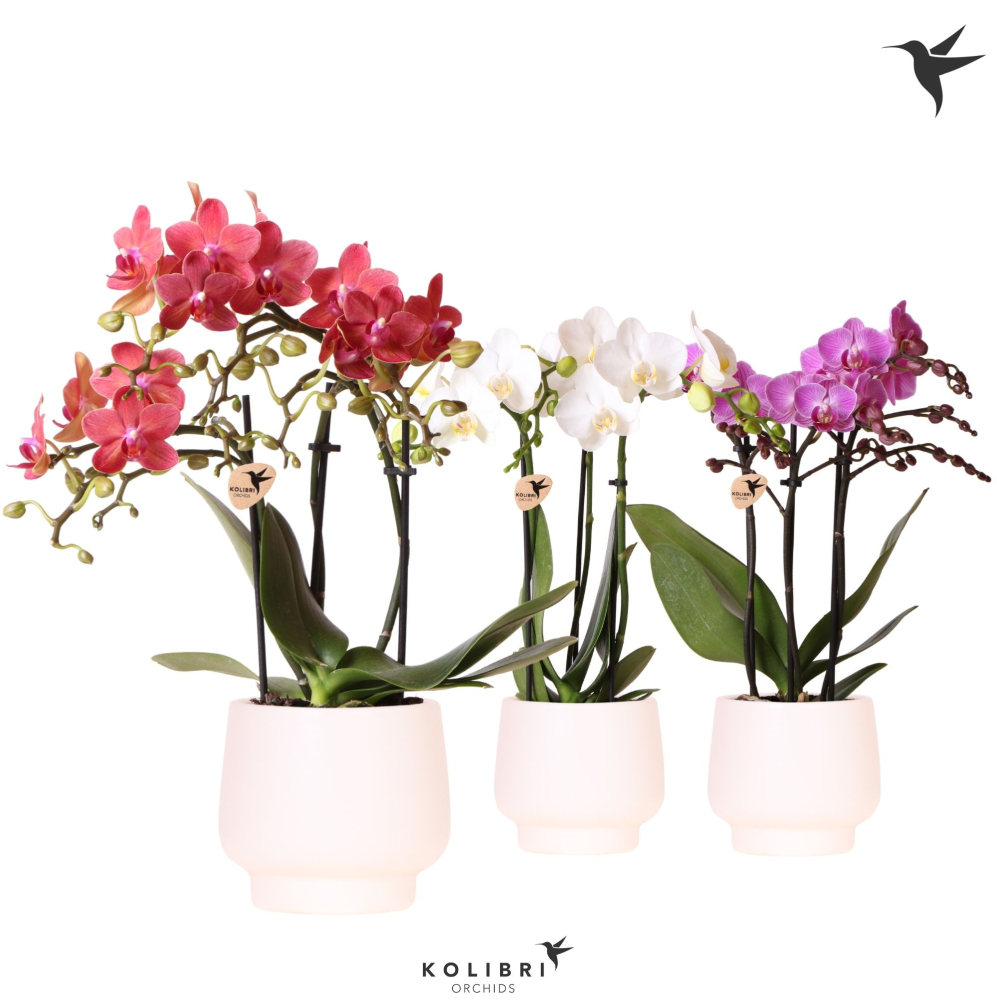 Kolibri Orchids Phalaenopsis mix 3 spike in Scandic pot white, D 9