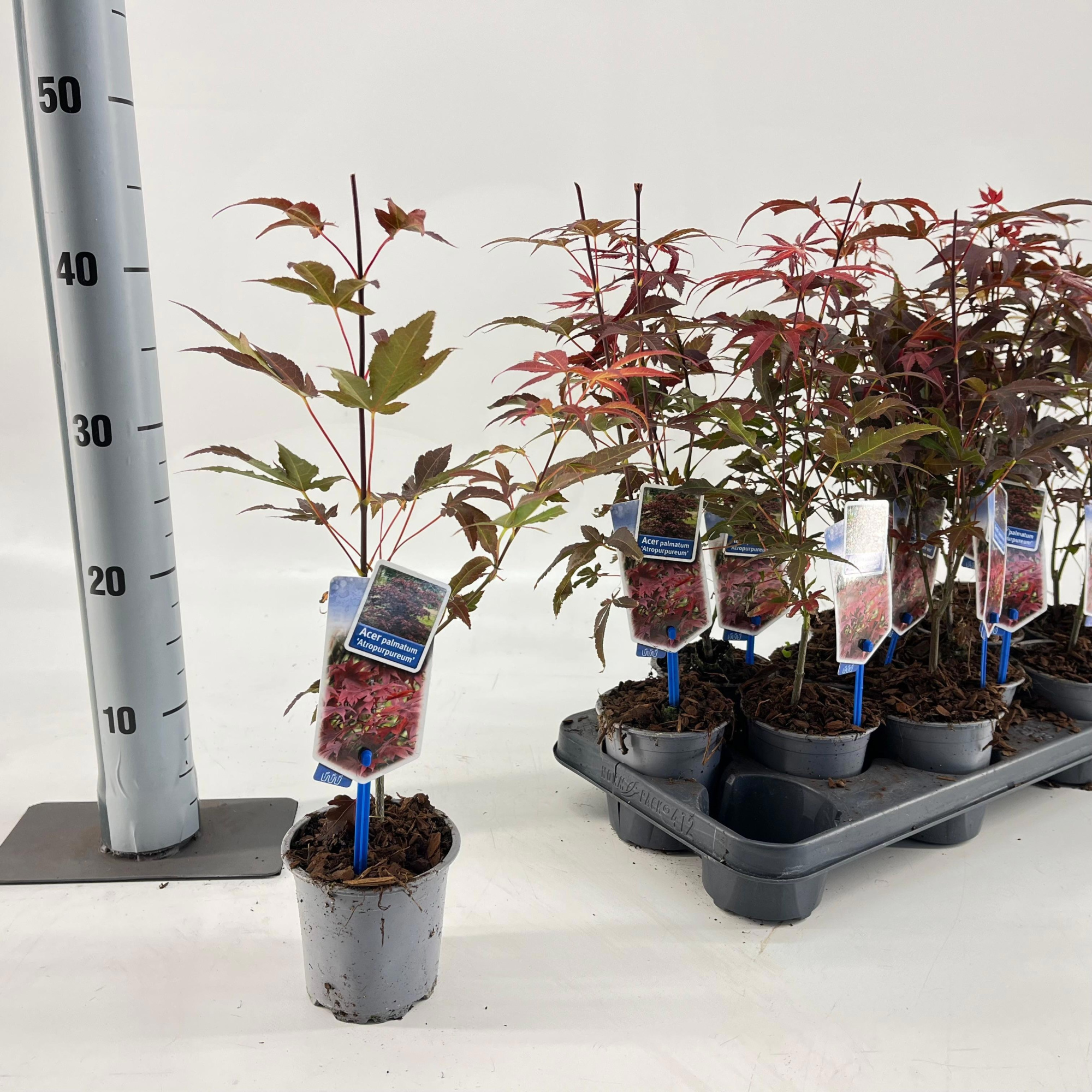 Acer pal. 'Atropurpureum', D 10,5 cm