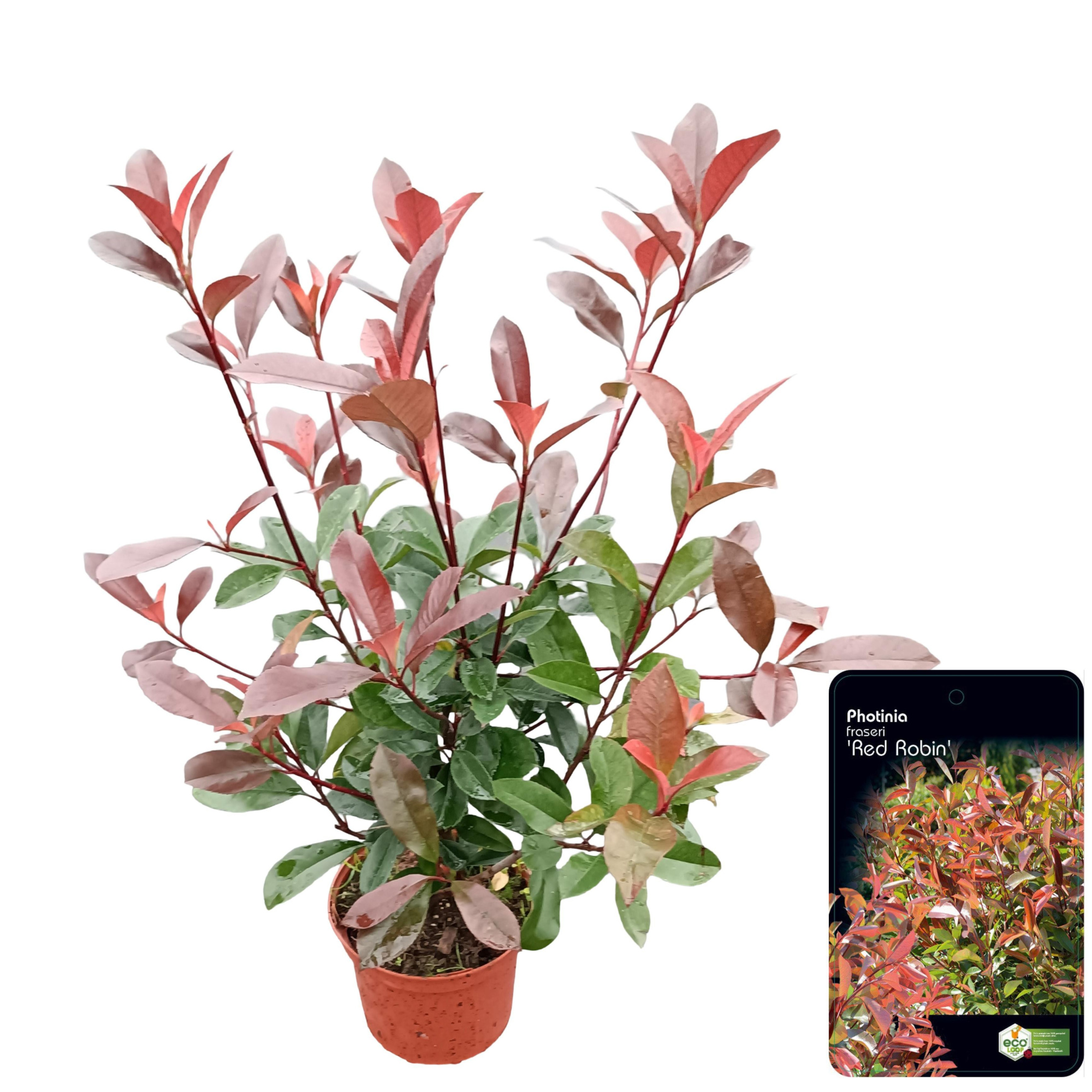 Photinia fraseri 'Red Robin' C2.5, D 18 cm