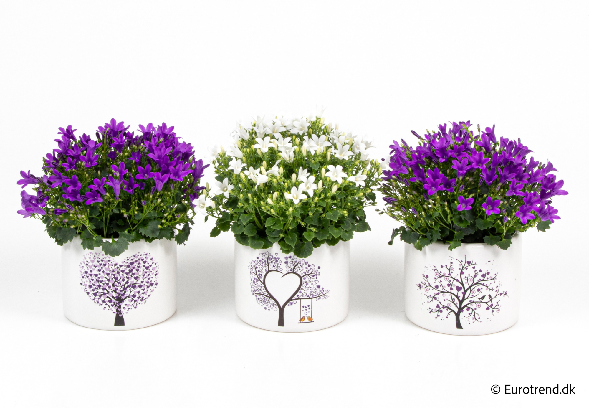 Campanula in Valentine ceramic 2026, D 10,5