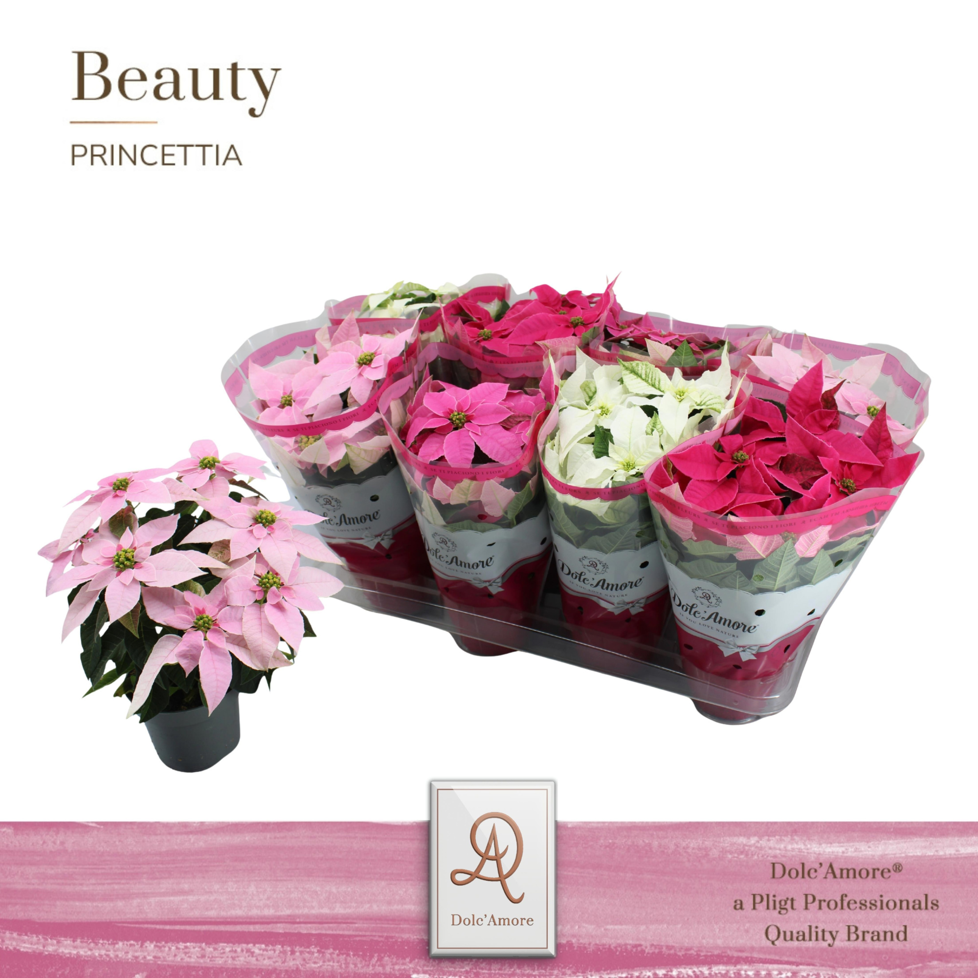 Princettia Mix P12 Dolc'Amore® Bordeaux X-Mas Special, D 12 cm