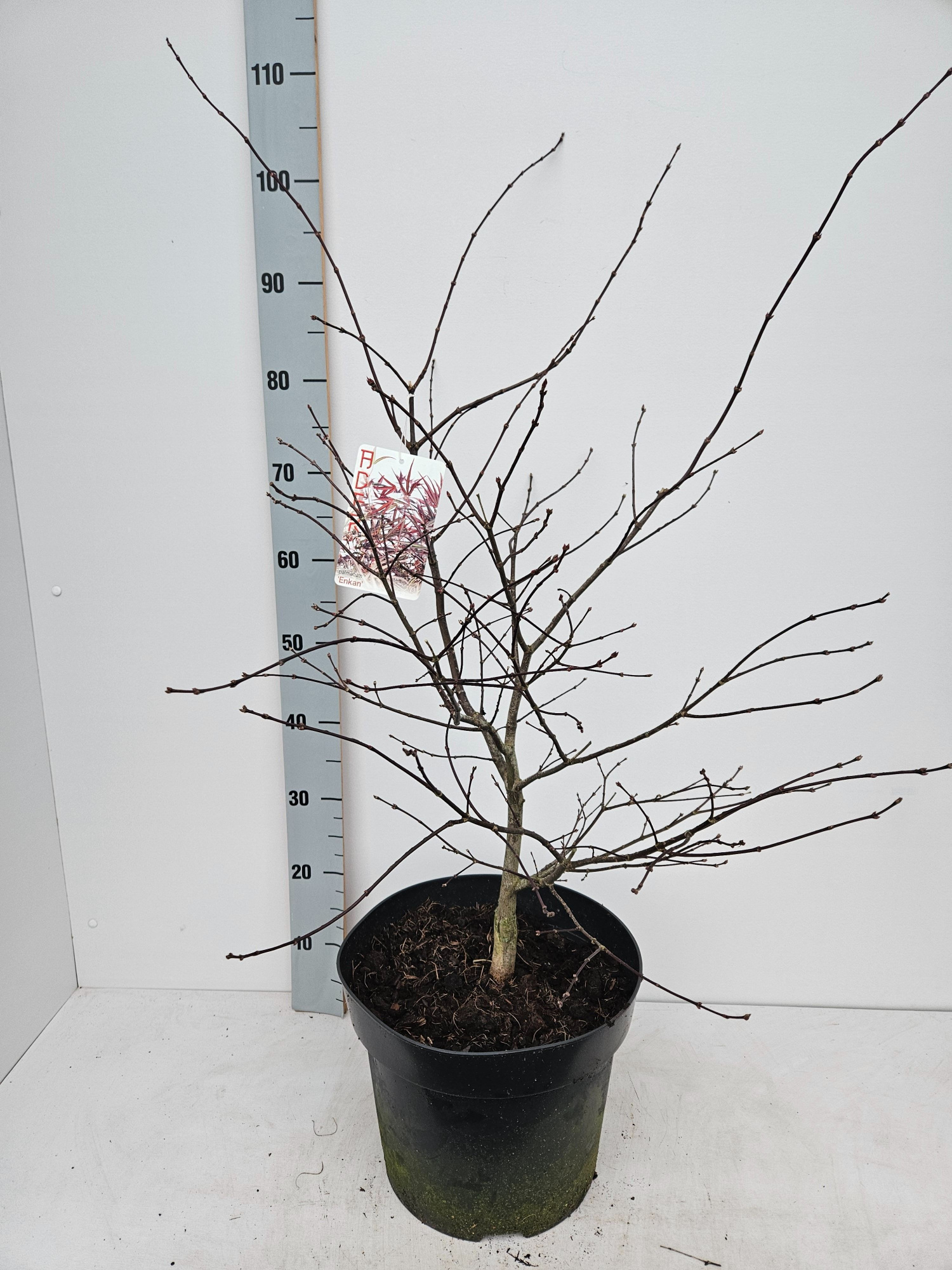 Acer palmatum 'Enkan', D 31