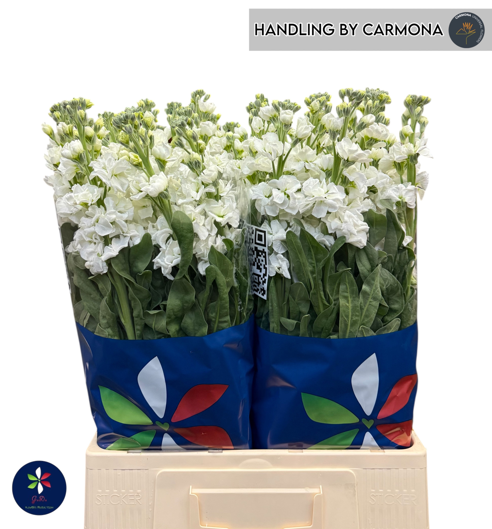 Маттиола од. Айрон Вайт 70, шт.