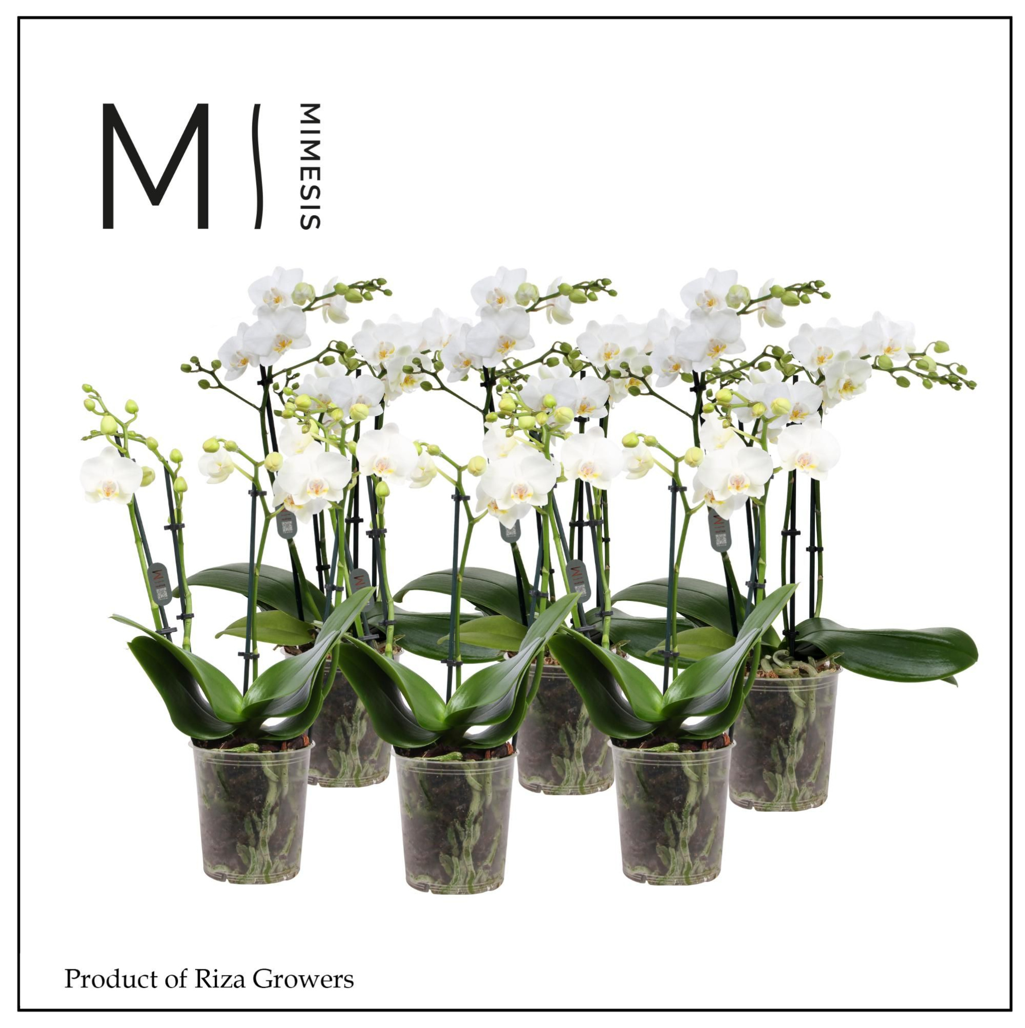 Phalaenopsis Multi White 4 spike - 12cm | Mimesis, D 12 cm