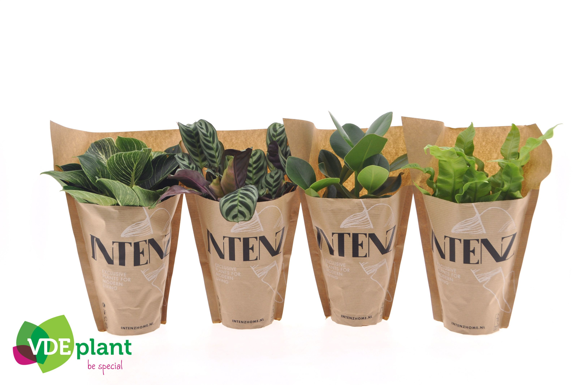 Intenz mix in Kraft hoes, D 12 cm