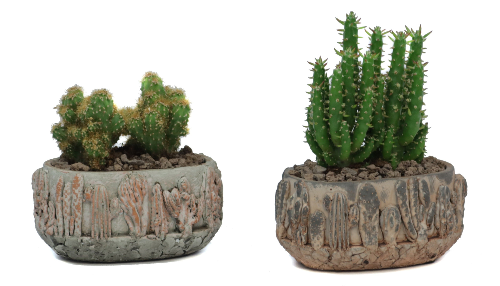2x Cactus 5,5 cm in tacana ovale pot met lava steentjes, D 14 cm