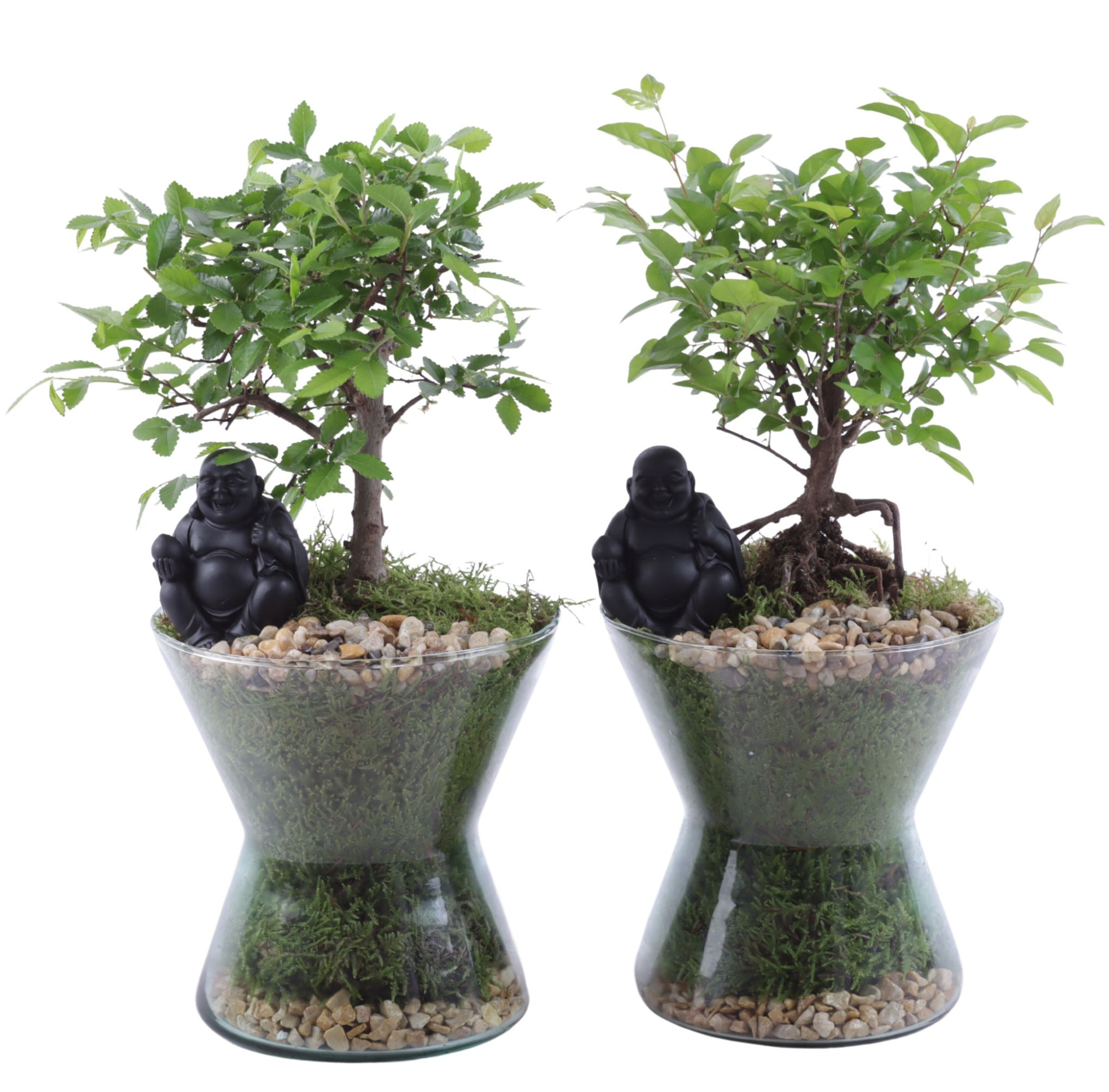 Bonsai Indoor Mix Ø12cm Ball Shape in Glass Hourglass Ø16cm, D 16