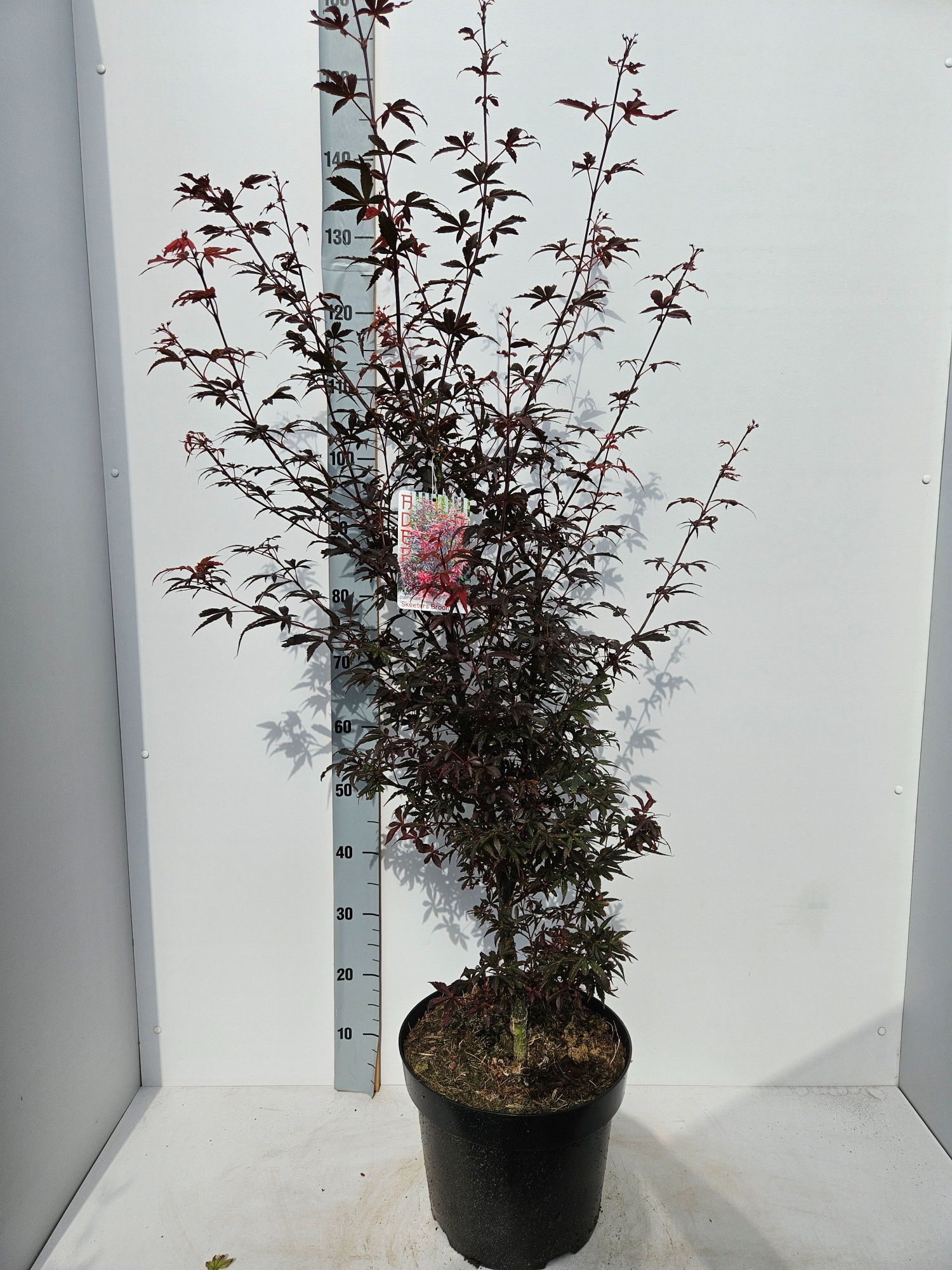 Acer palmatum 'Skeeters Broom', D 31 cm