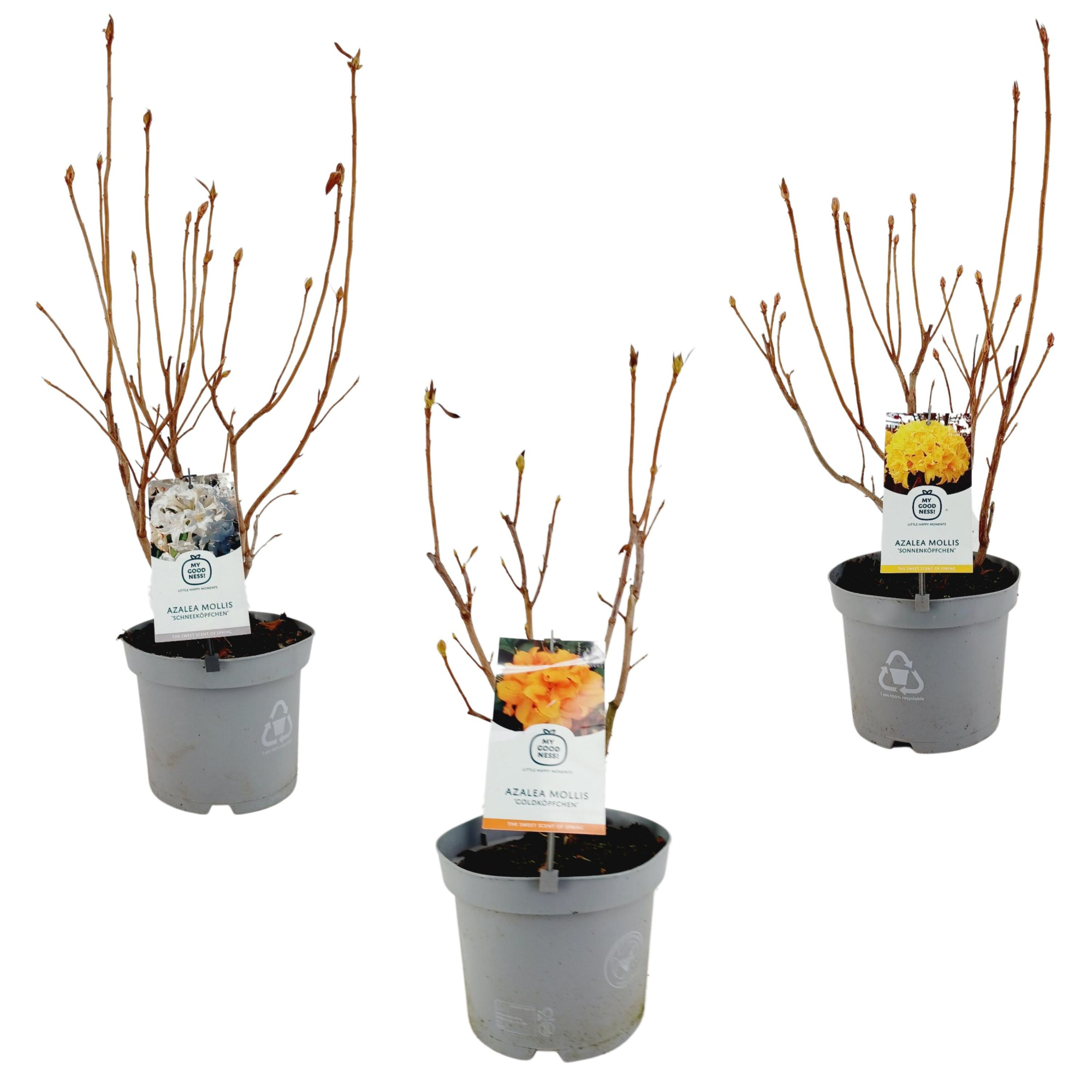 Azalea Mollis 40 /C5 'Mix - Geurend', D 23