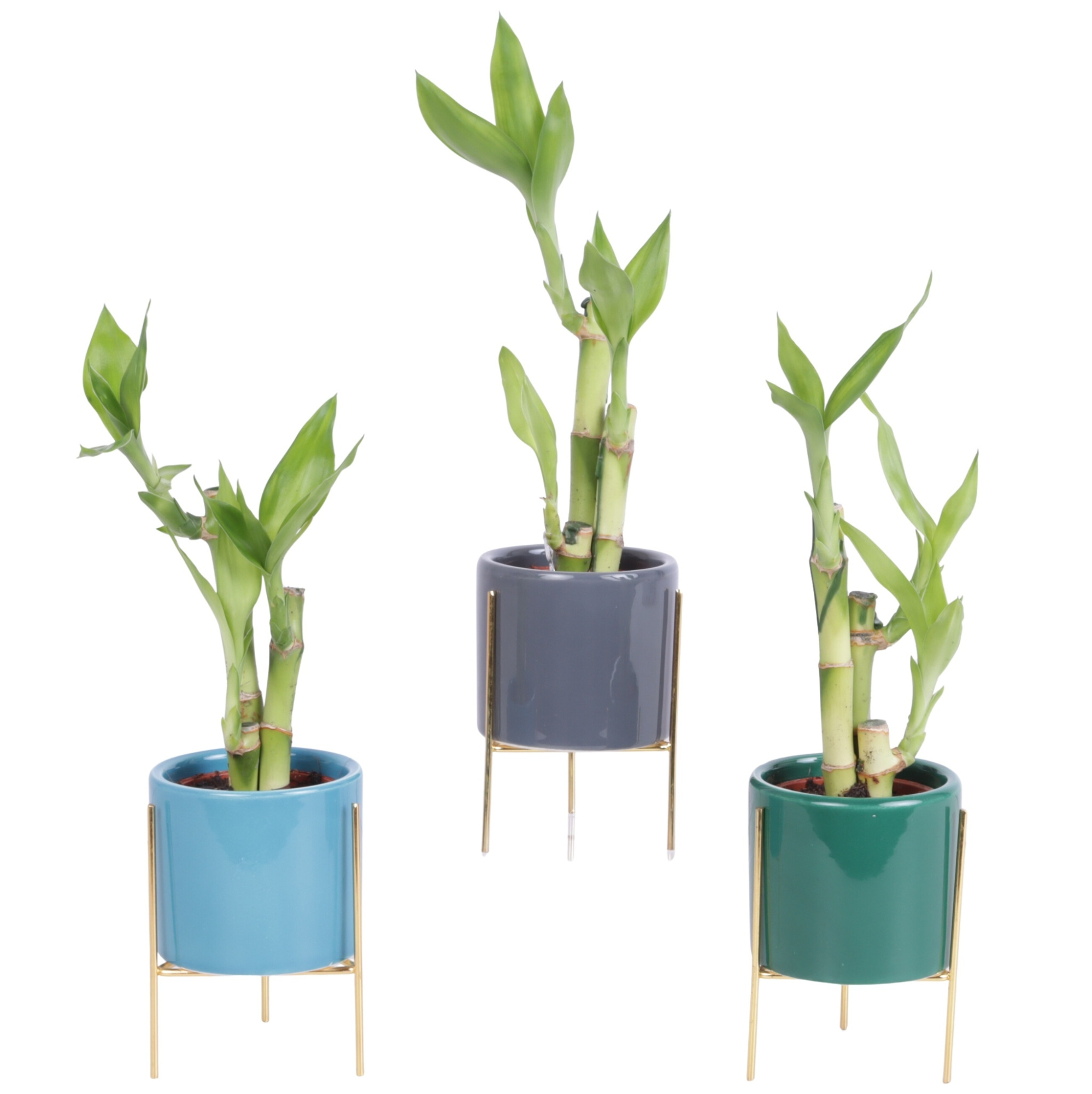 Lucky Bamboo Toef in Ø08cm Ceramic Pot On Gold Frame, D 8