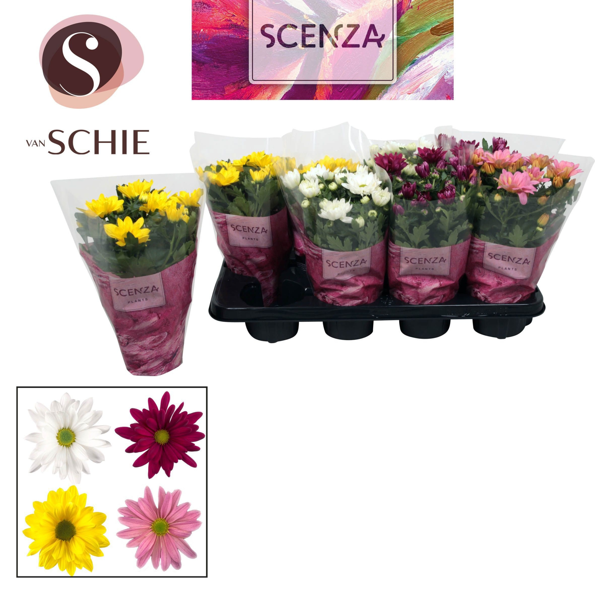 Chrysant Breeze Mix, D 13