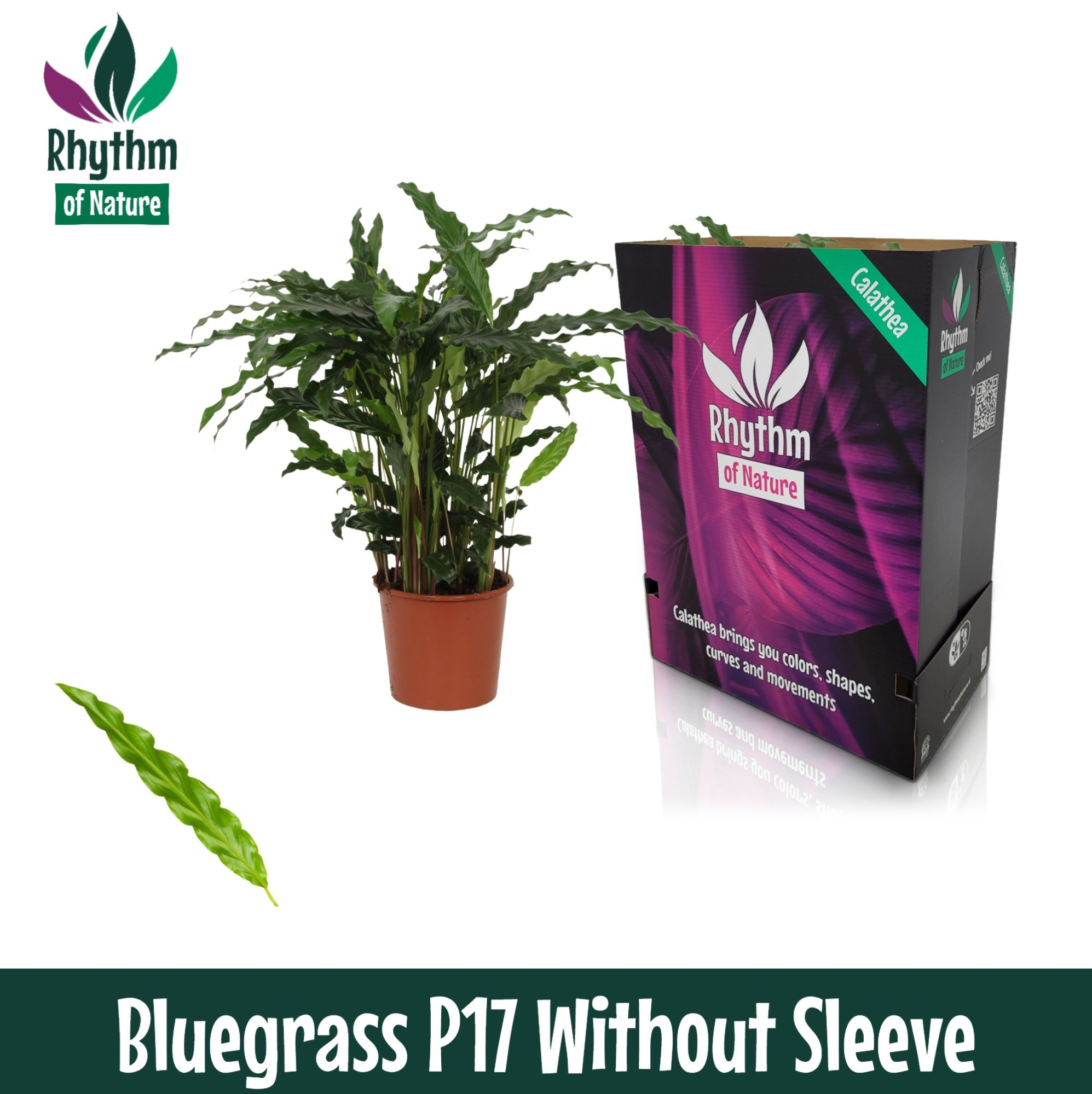 Calathea 17cm Bluegrass Rhythm of Nature zonder hoes, D 17 cm