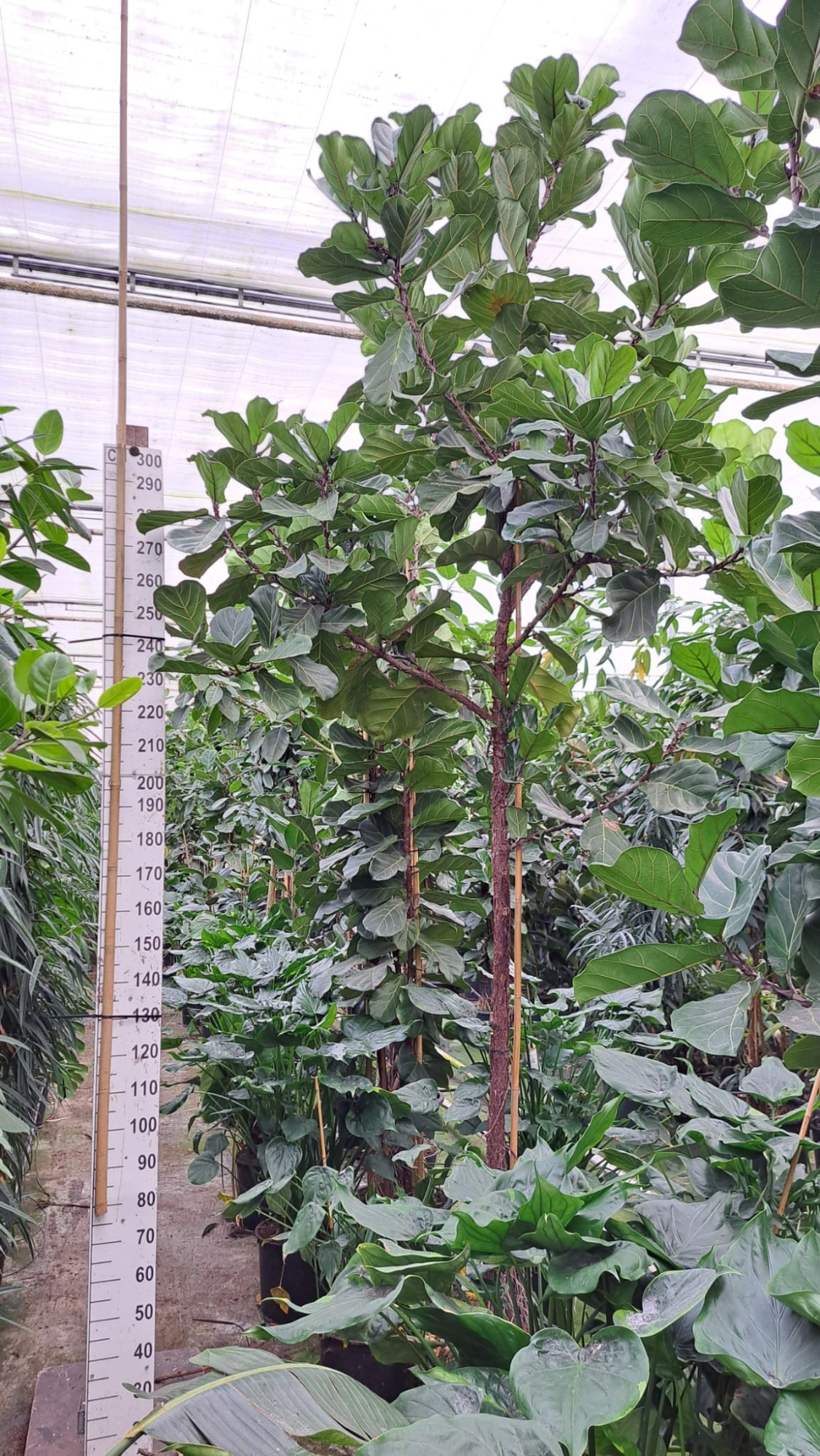 Ficus Lyrata stam 450, D 50