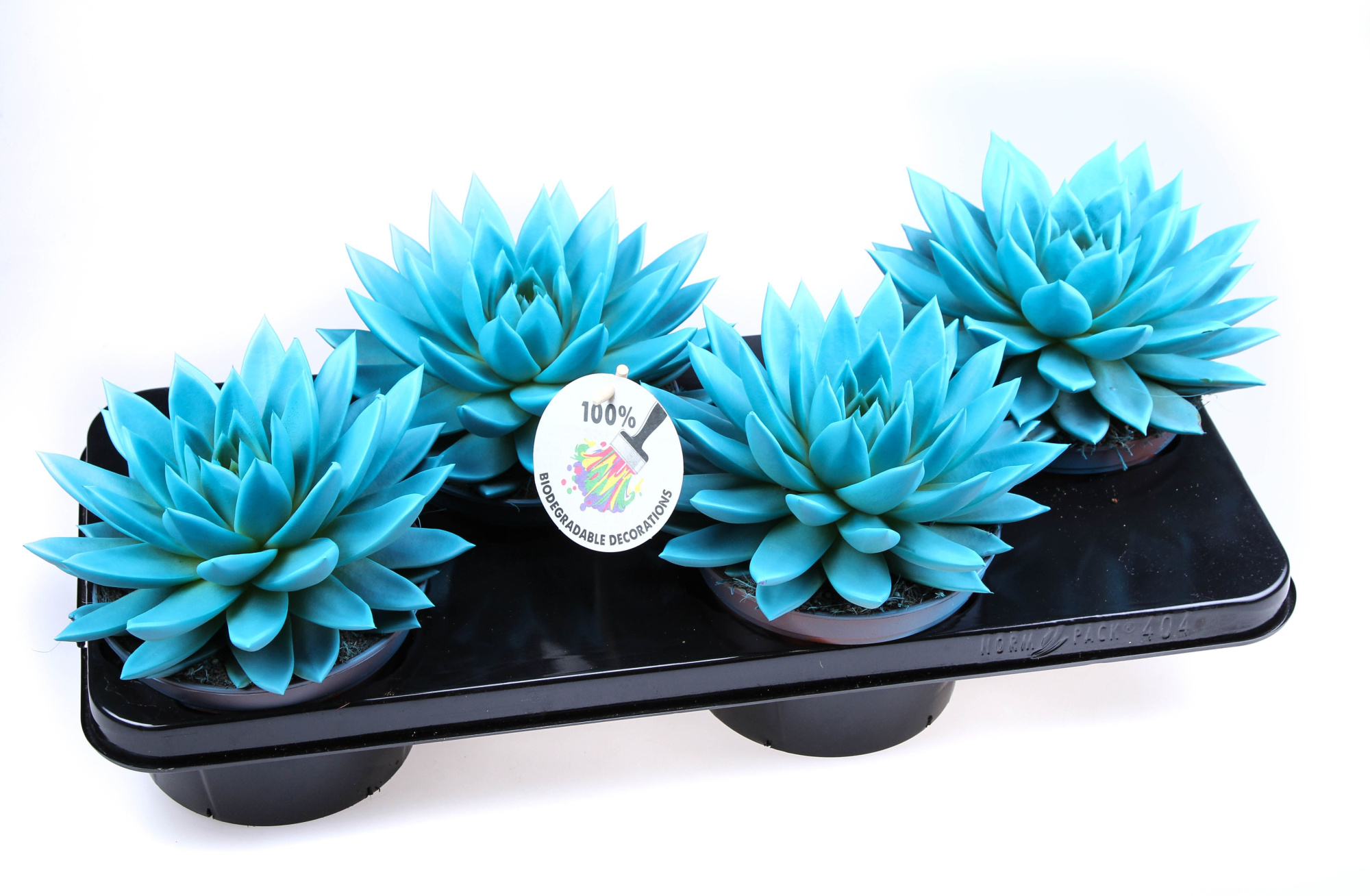 Rainbow mint, D 15 cm