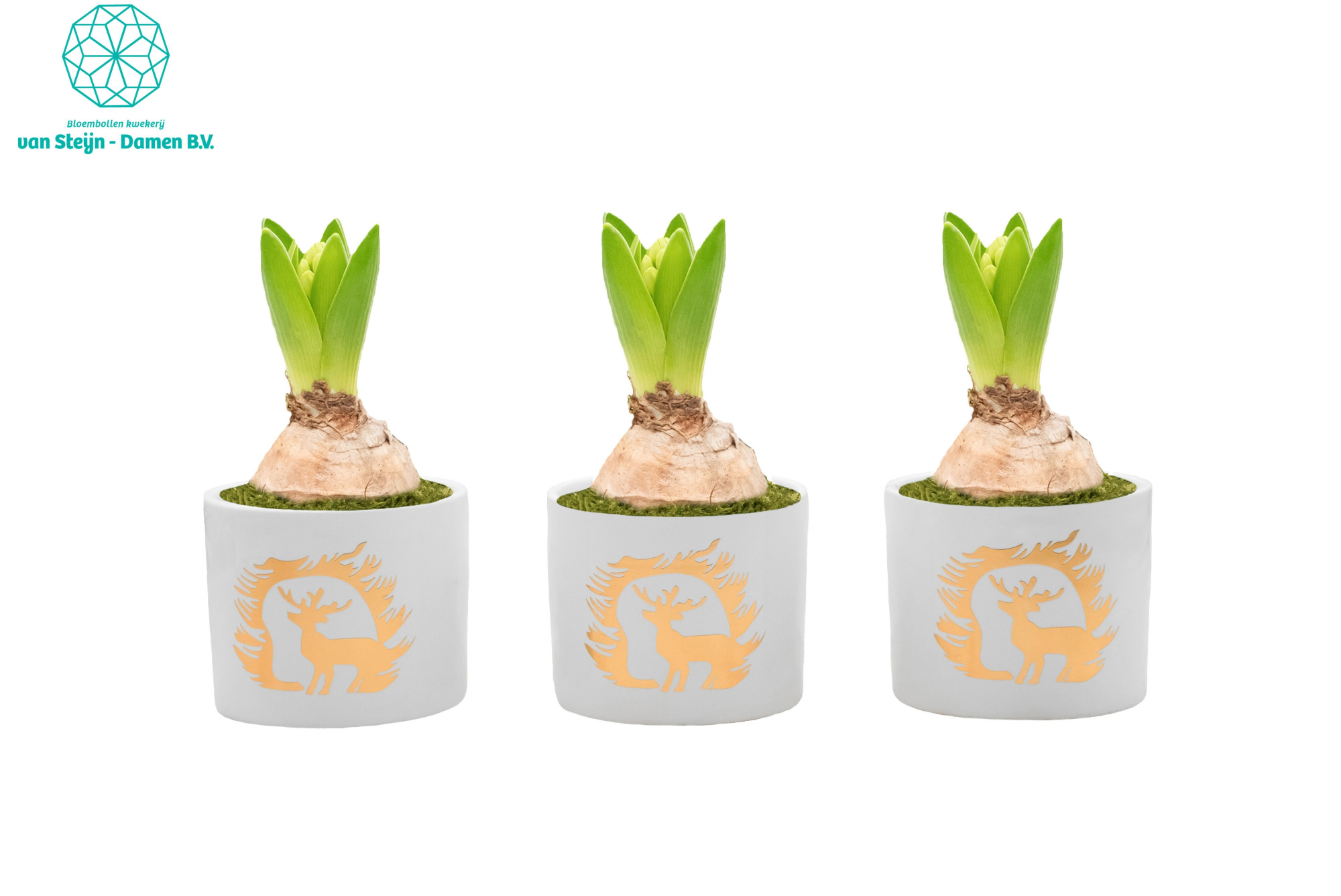 Hyacinthus 'Cylinder Christmas Gold' (Without Moss), D 10