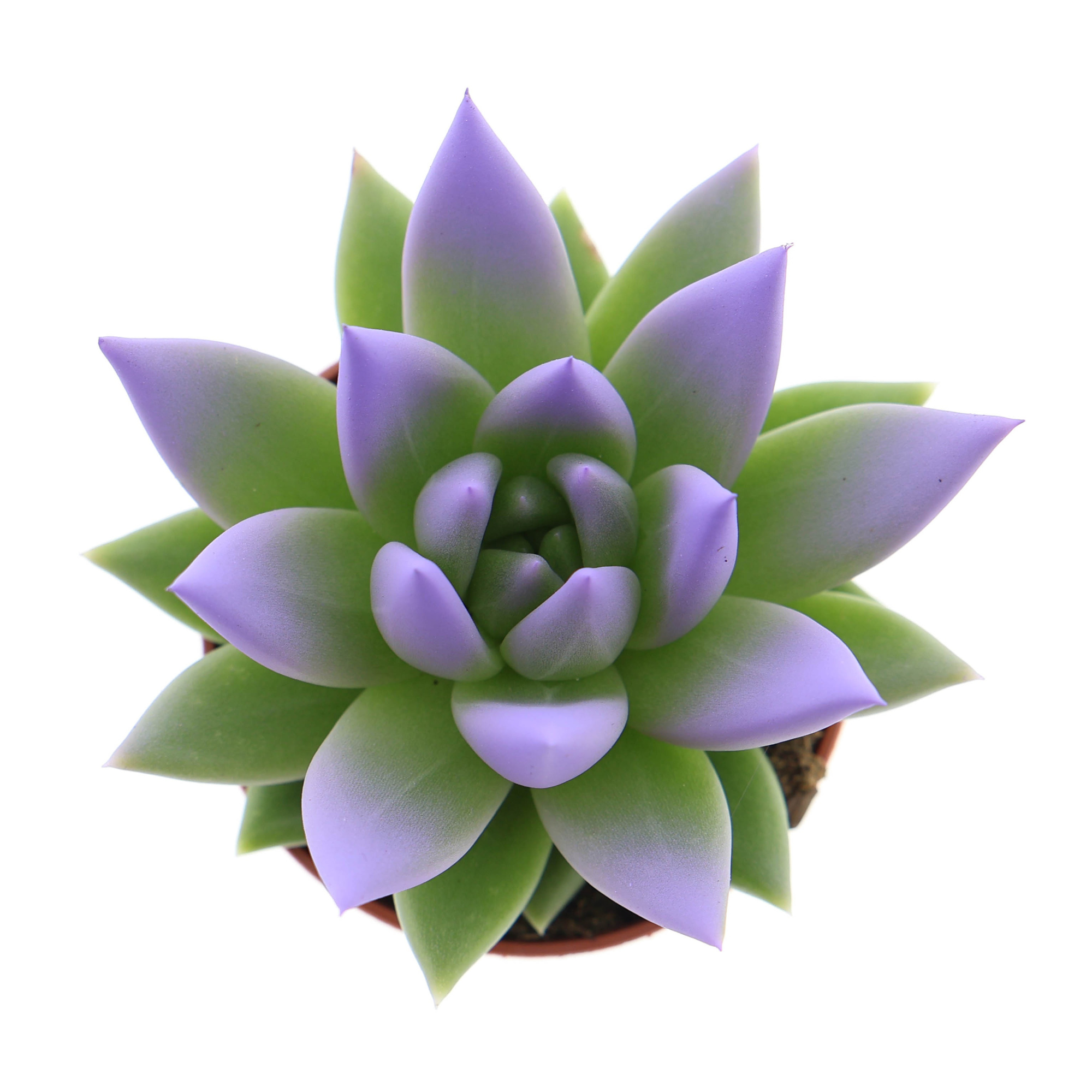 Miranda tips dark milka, D 5,5 cm