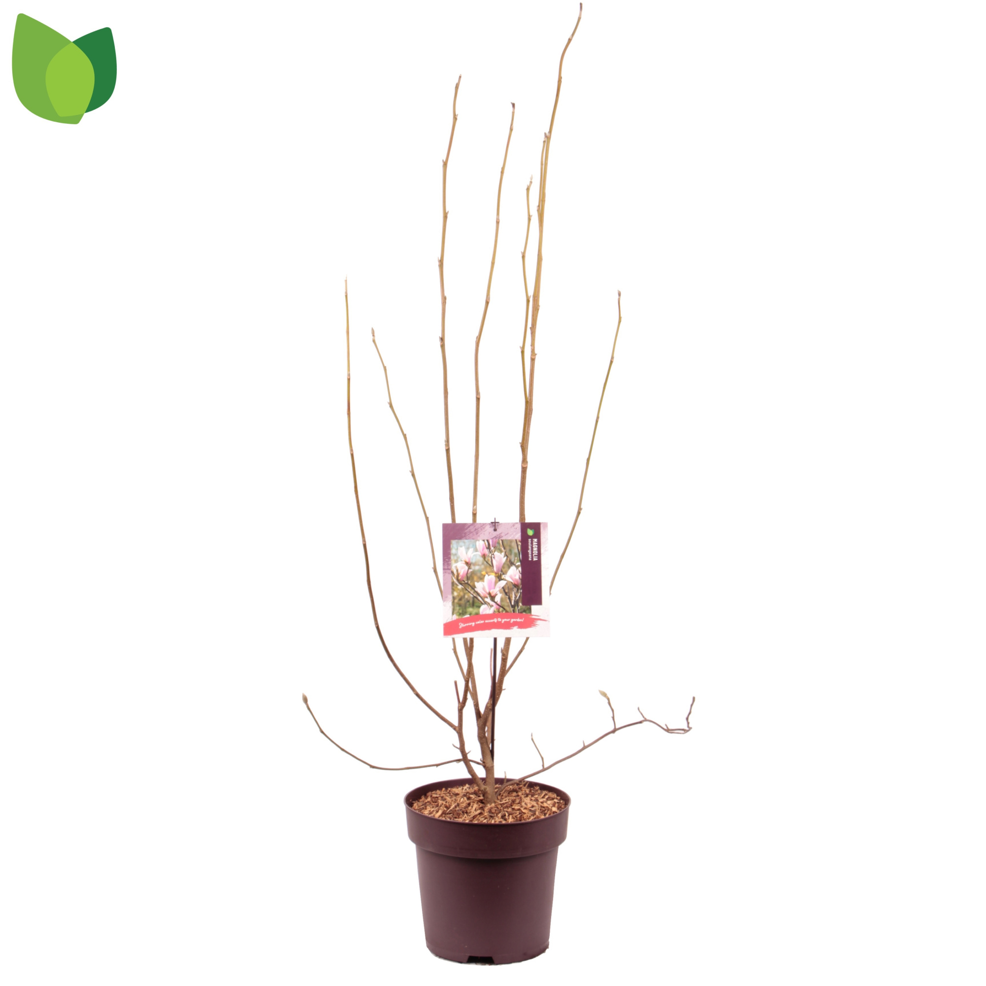 Magnolia soulangeana C10/P29, D 29