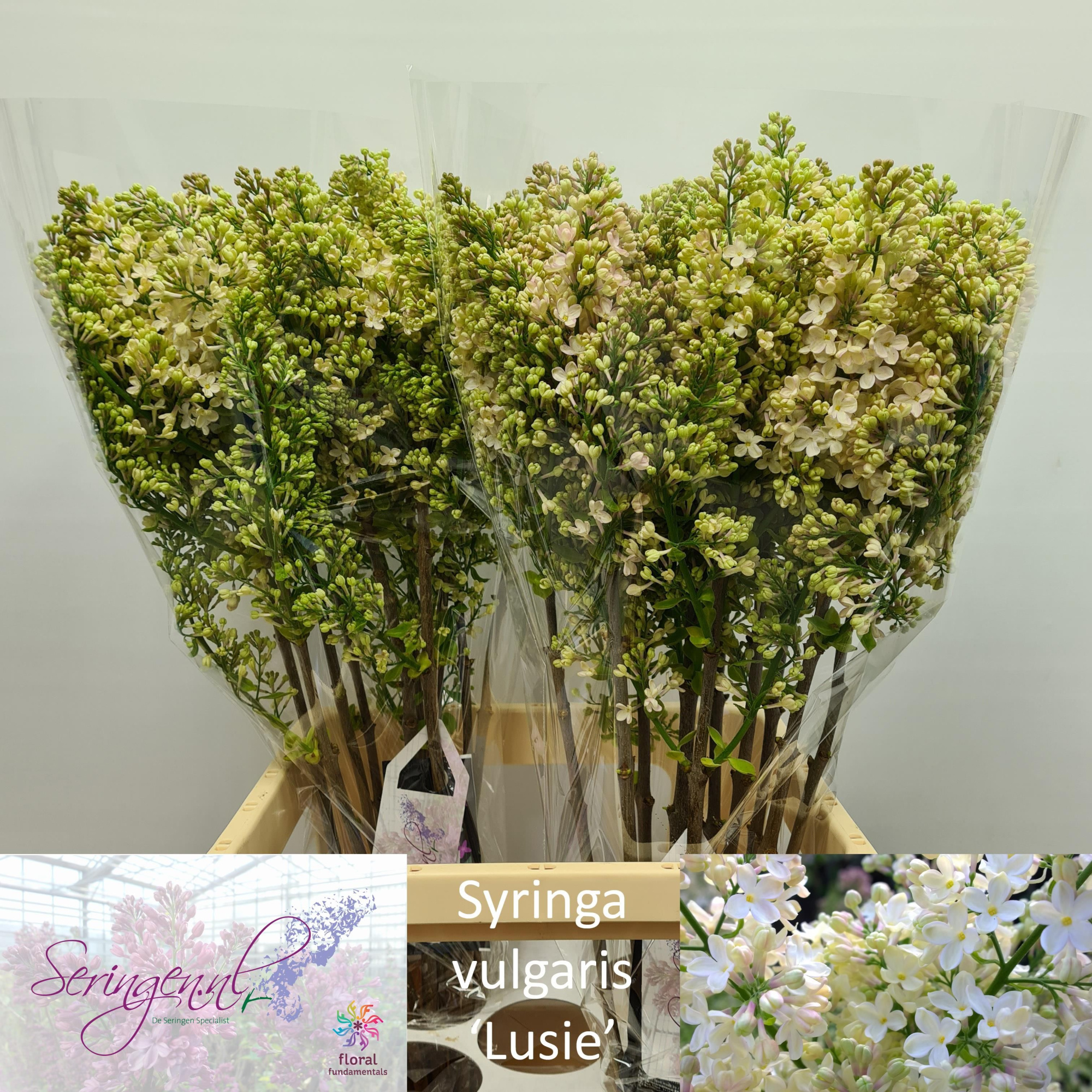 Сирень Примроуз 70 (крем.), шт.