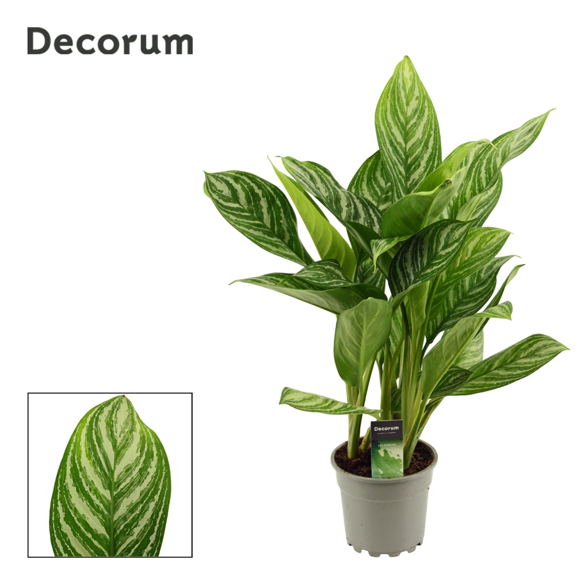 Aglaonema 17 cm Stripes (Decorum), D 17