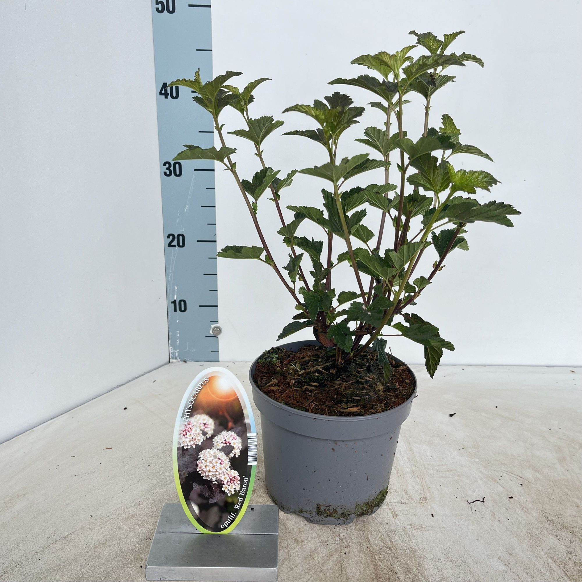 Physocarpus opulifolius 'Red Baron', D 17 cm