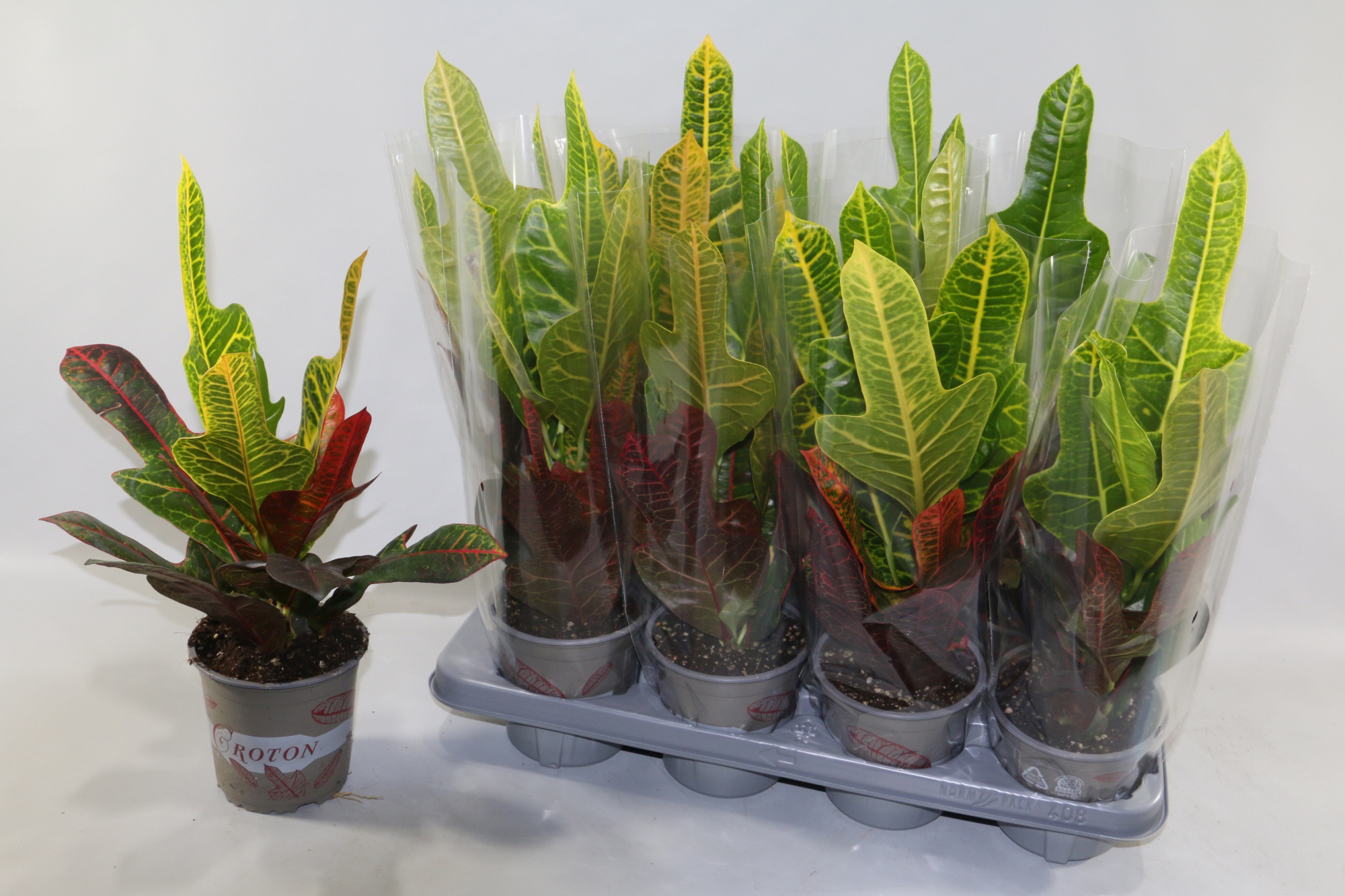 Croton Excellent in design hoes"Sunshiners®", D 13 cm