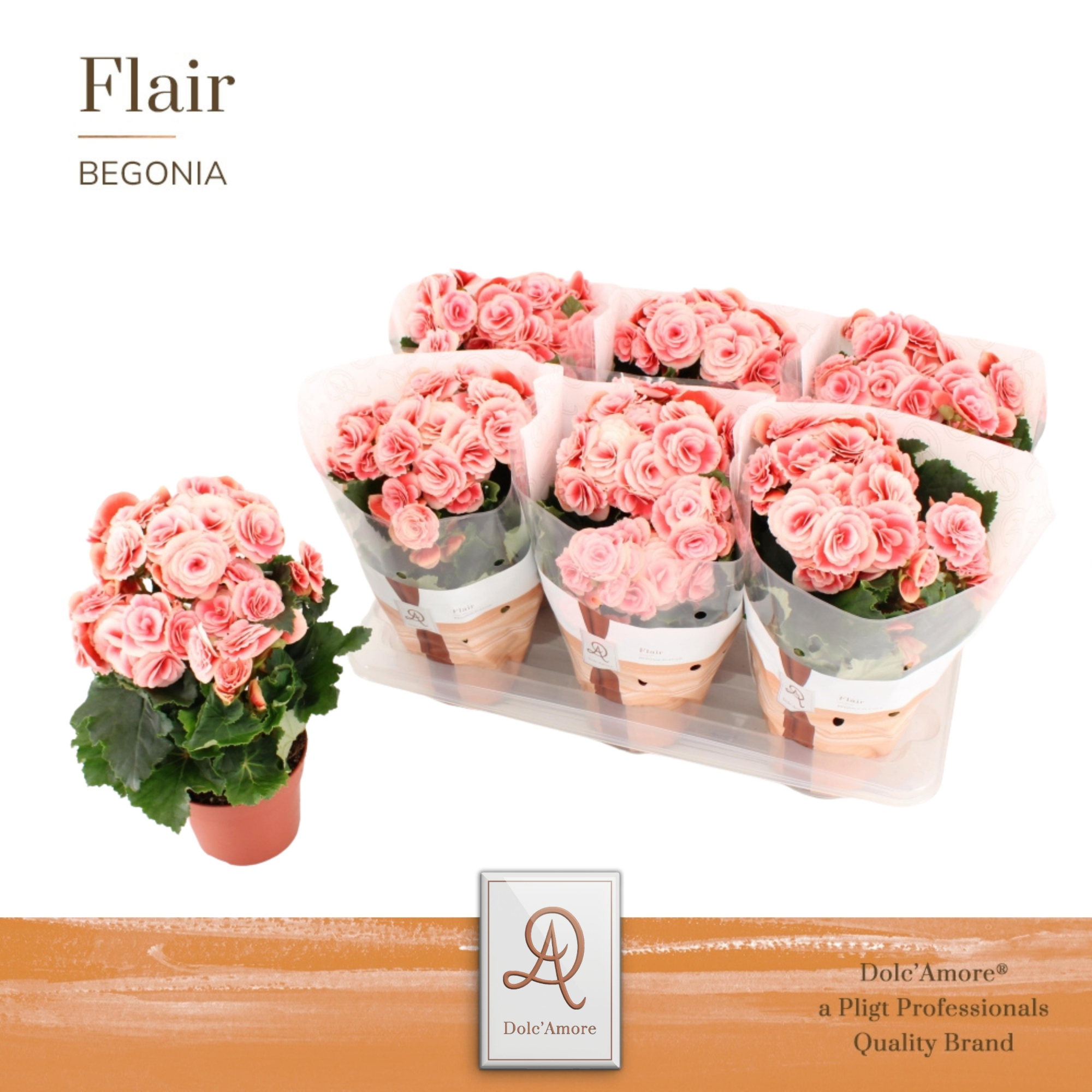 Begonia Borias P14 Dolc'Amore® Flair, D 14 cm