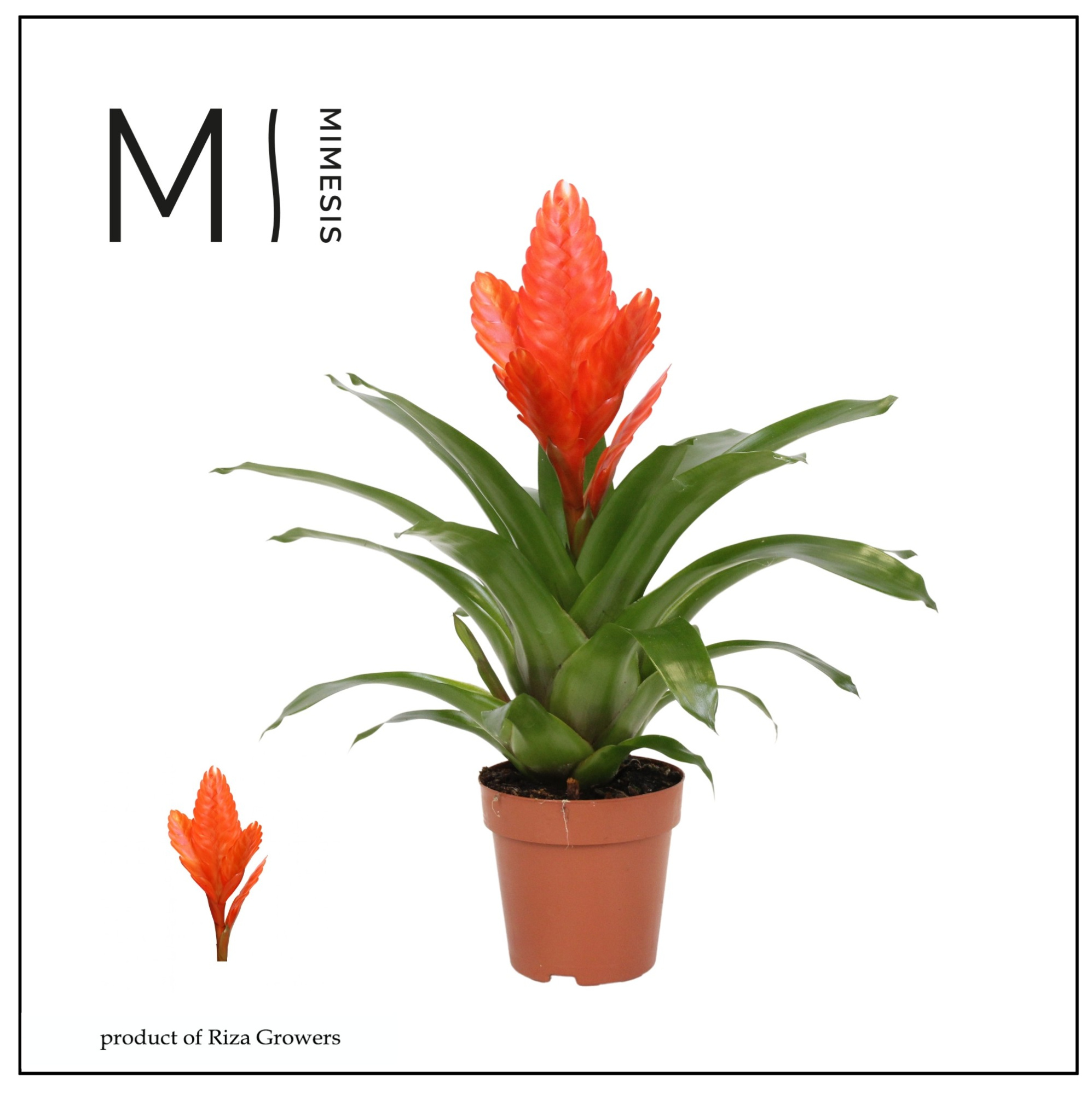 Vriesea Intenso Orange - 12cm | Mimesis, D 12