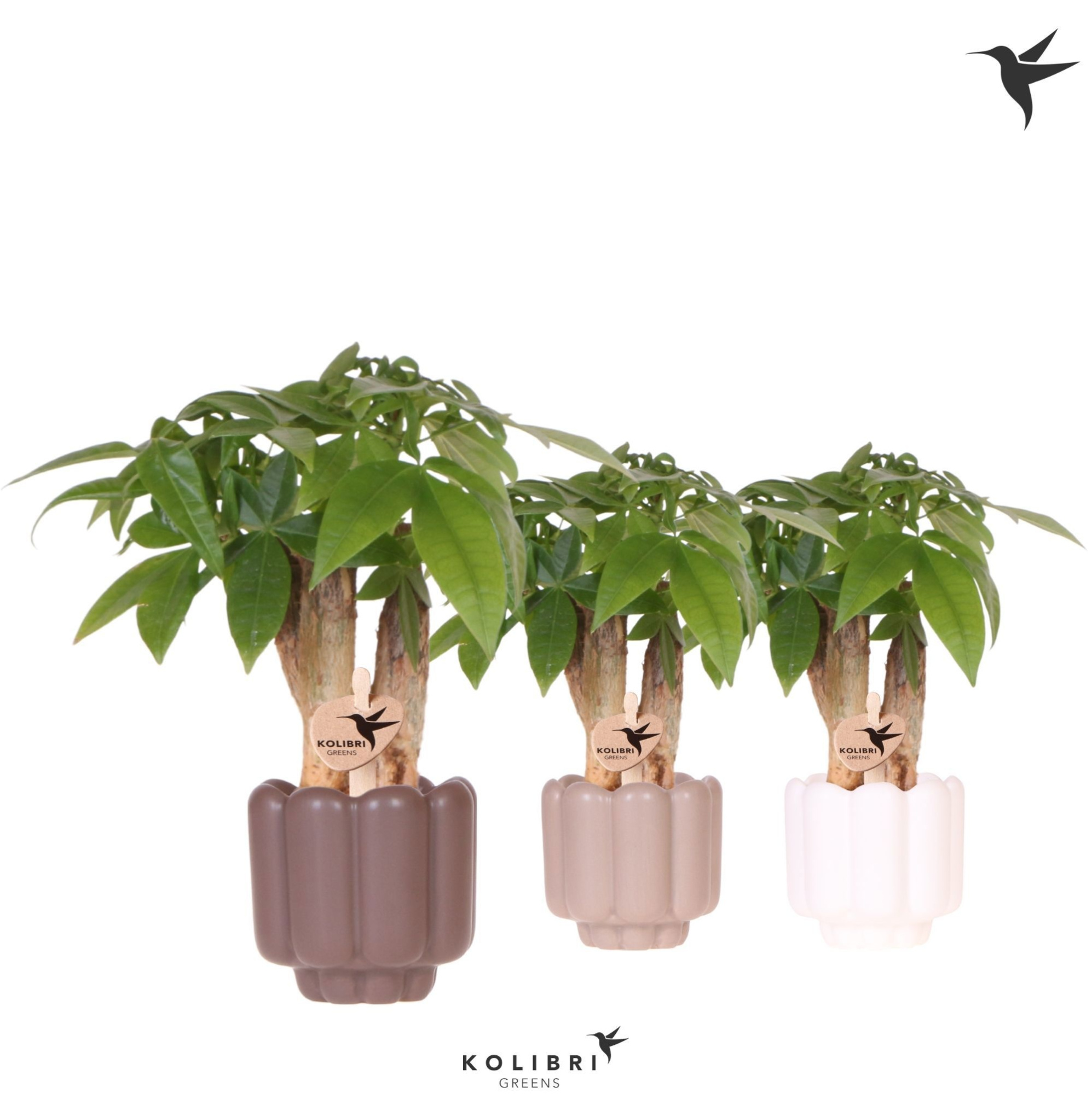 Kolibri Greens Pachira in Retro pot sand mix, D 6
