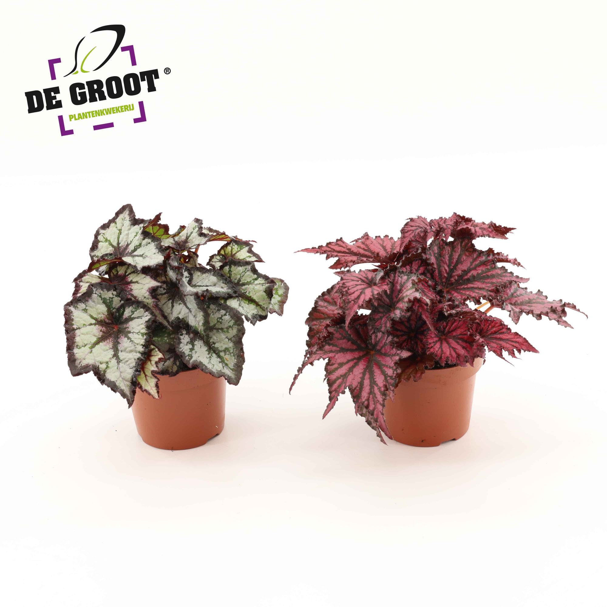 Blad Begonia mix, D 12