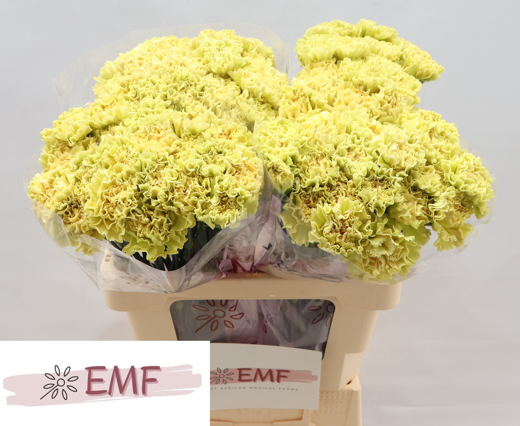 Диантус од. Мали+ (желто-зел.), шт.