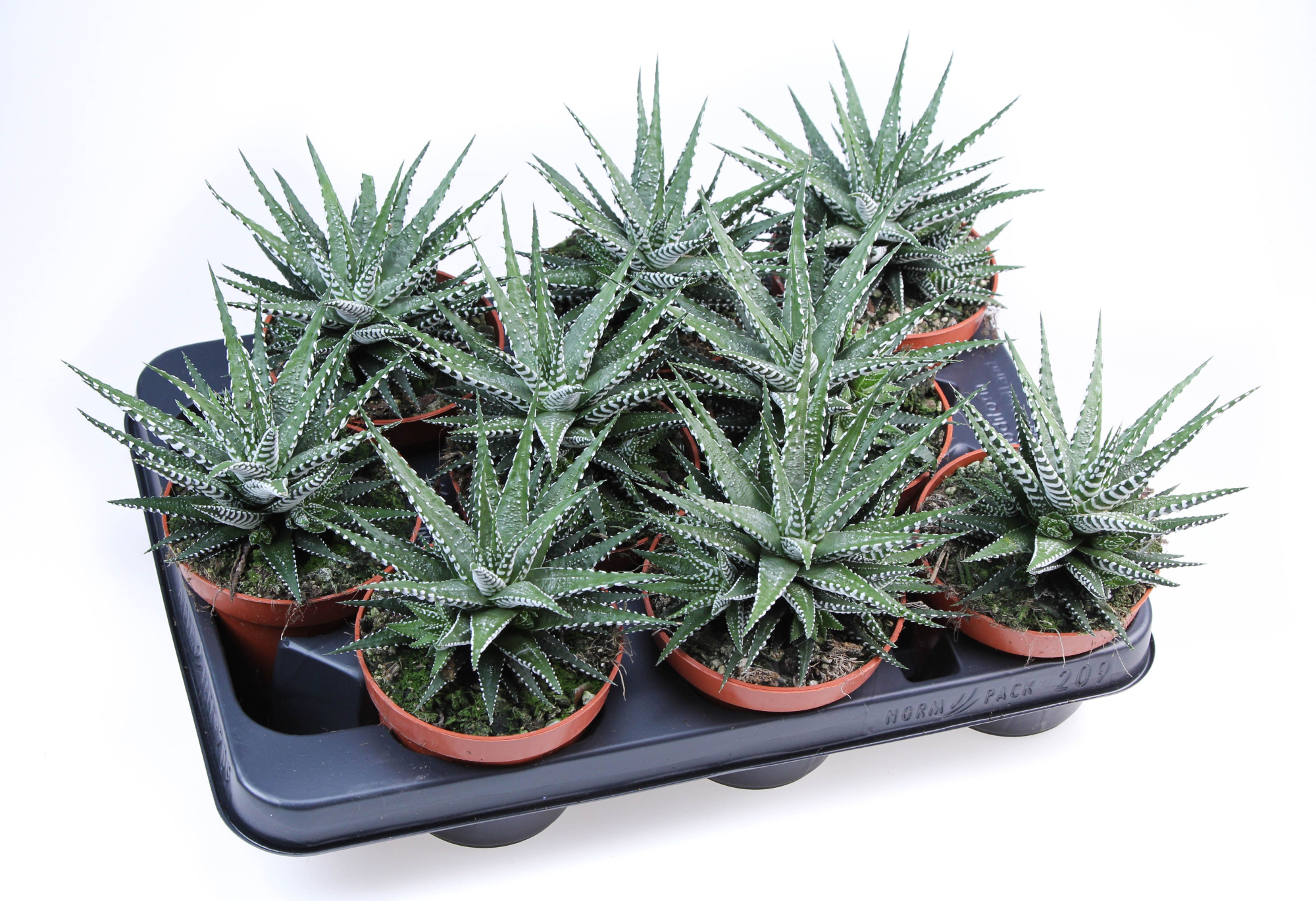 Haworthia Fasciata big band, D 10,5 cm