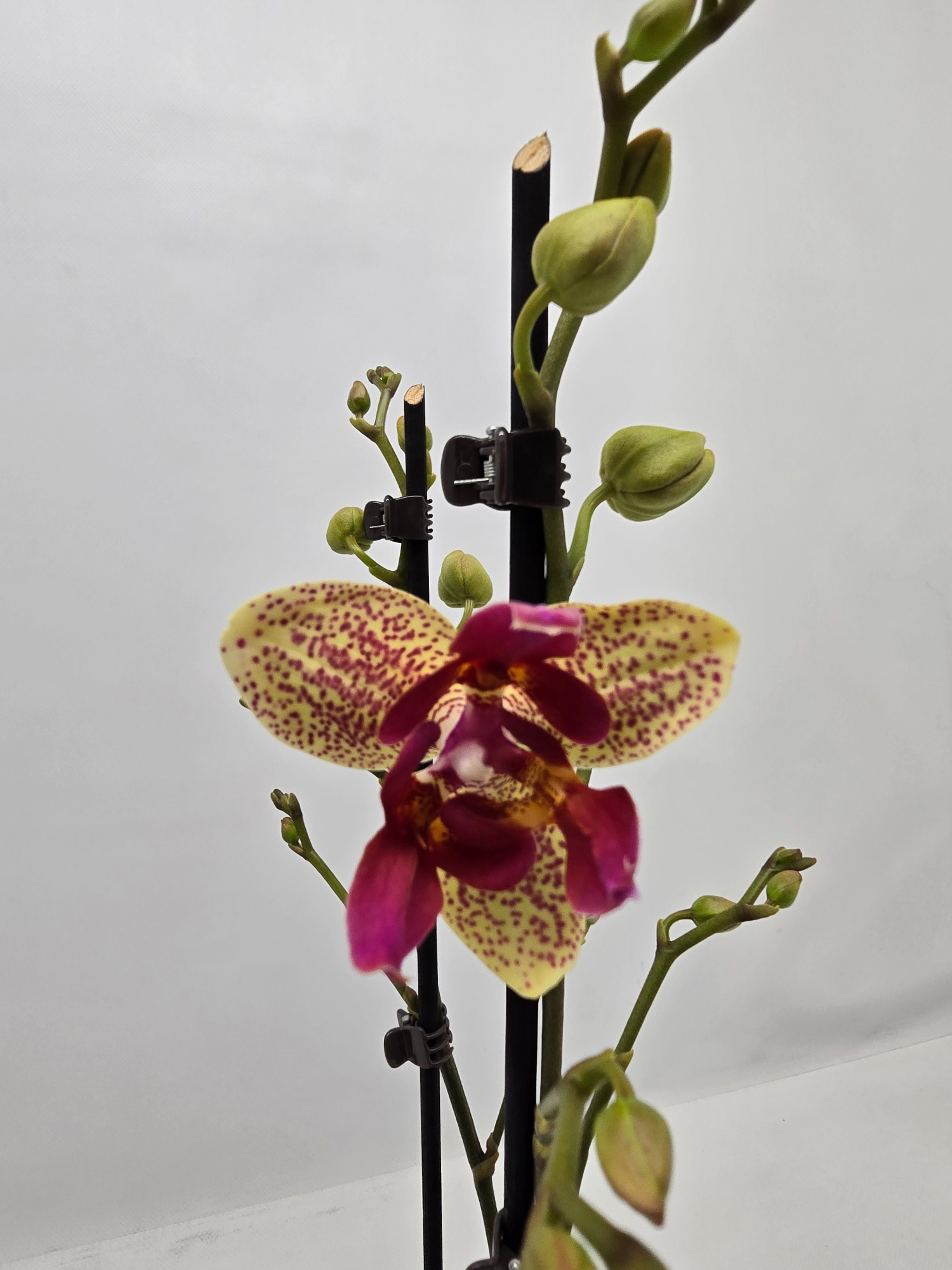 Limited 20 week 51, D 12 cm