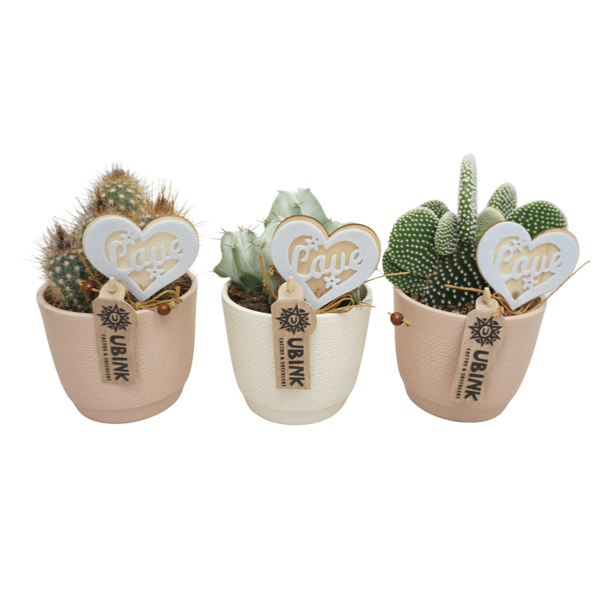 Cactus mix in 12 cm 'Pastel Pot' met Hart, D 10,5