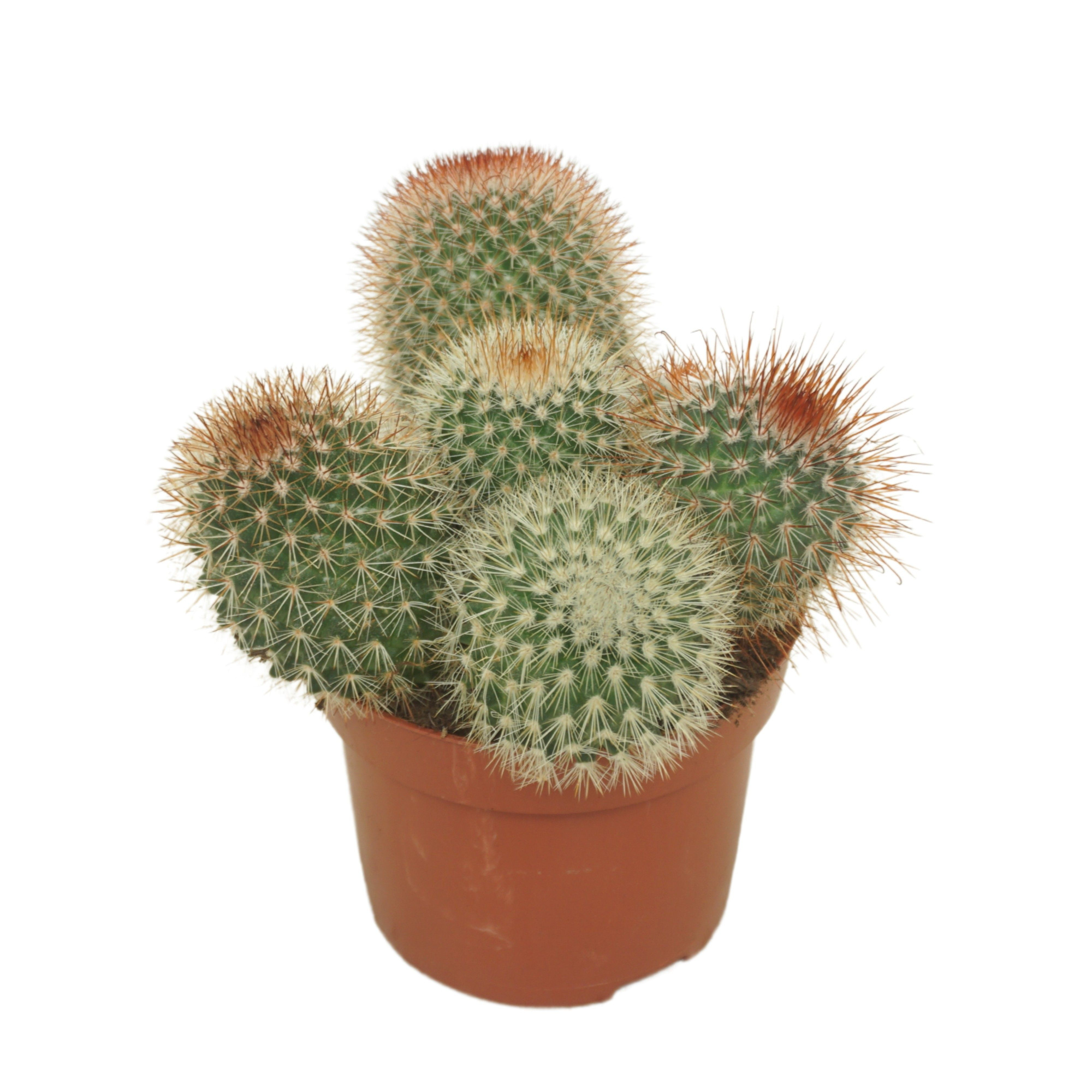 Mammillaria spinosissima 12 cm, D 12