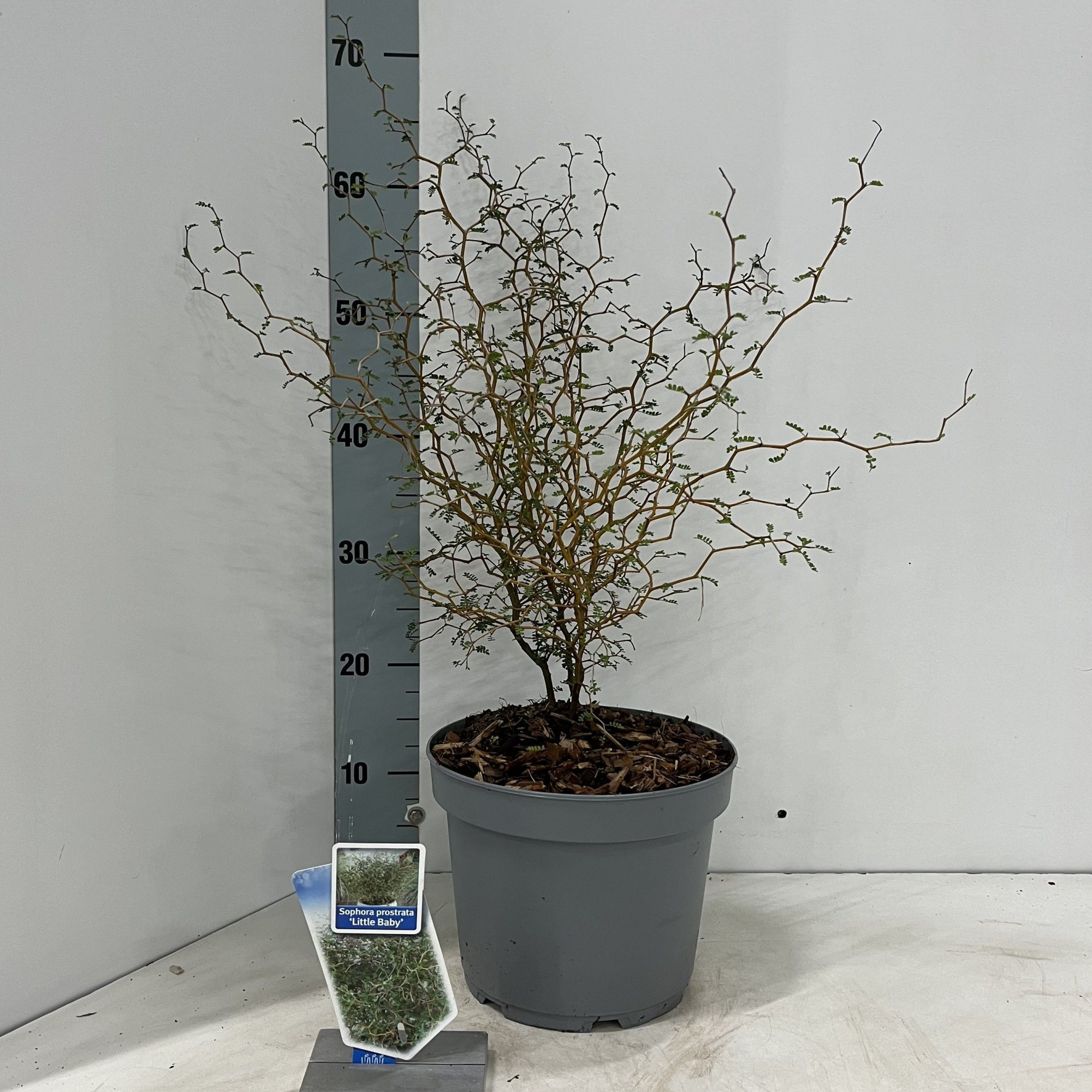 Sophora prostata 'Little Baby', D 23 cm