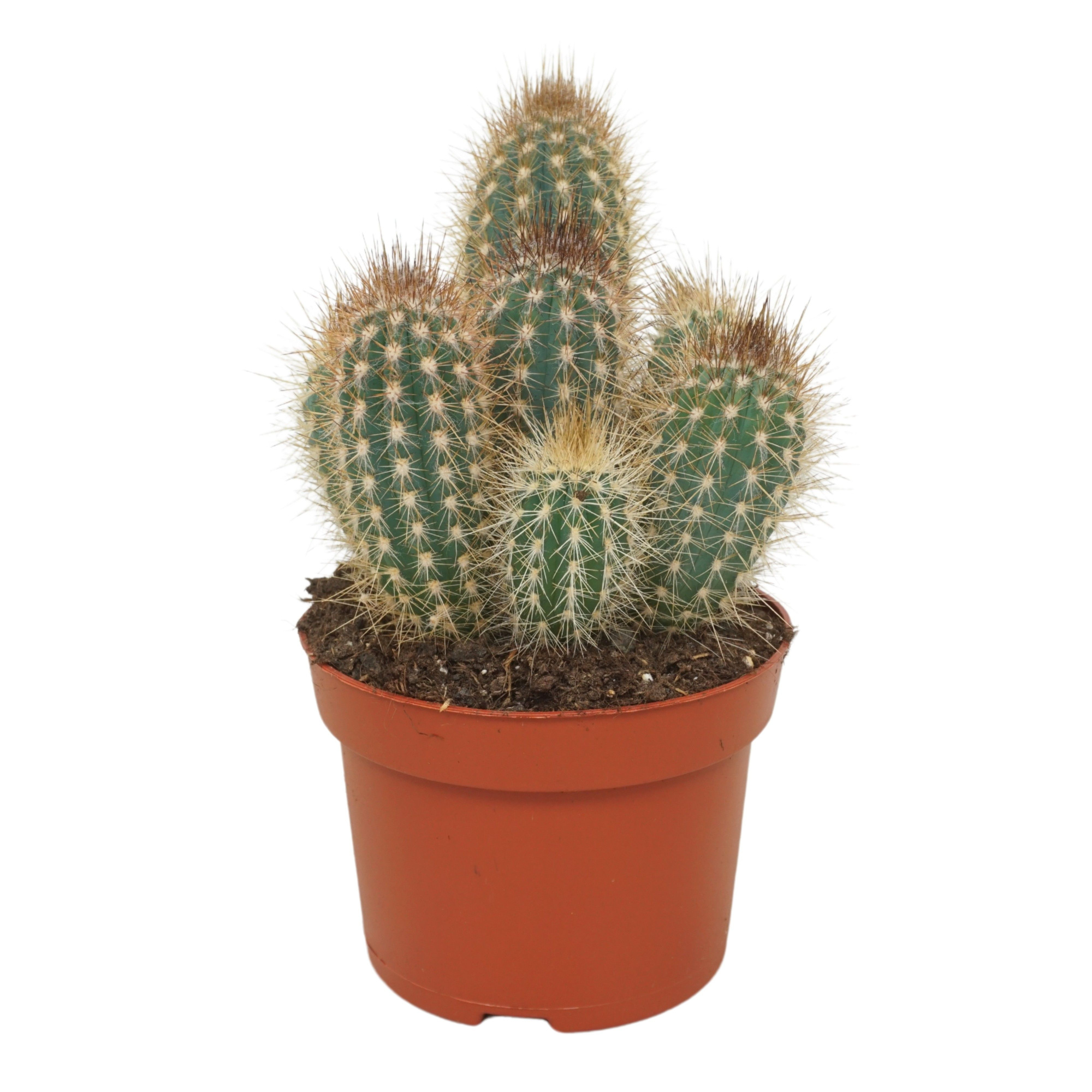 Pilosocereus braunii 13 cm, D 13 cm