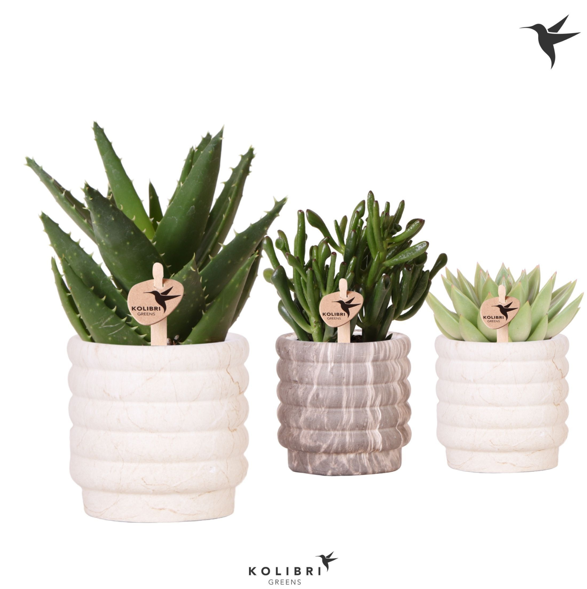 Kolibri Greens Succulenten mix in Marble pot mix, D 9 cm