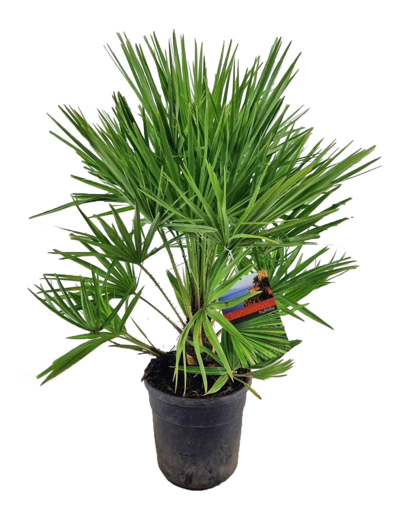 Chamaerops humilis, D 24 cm