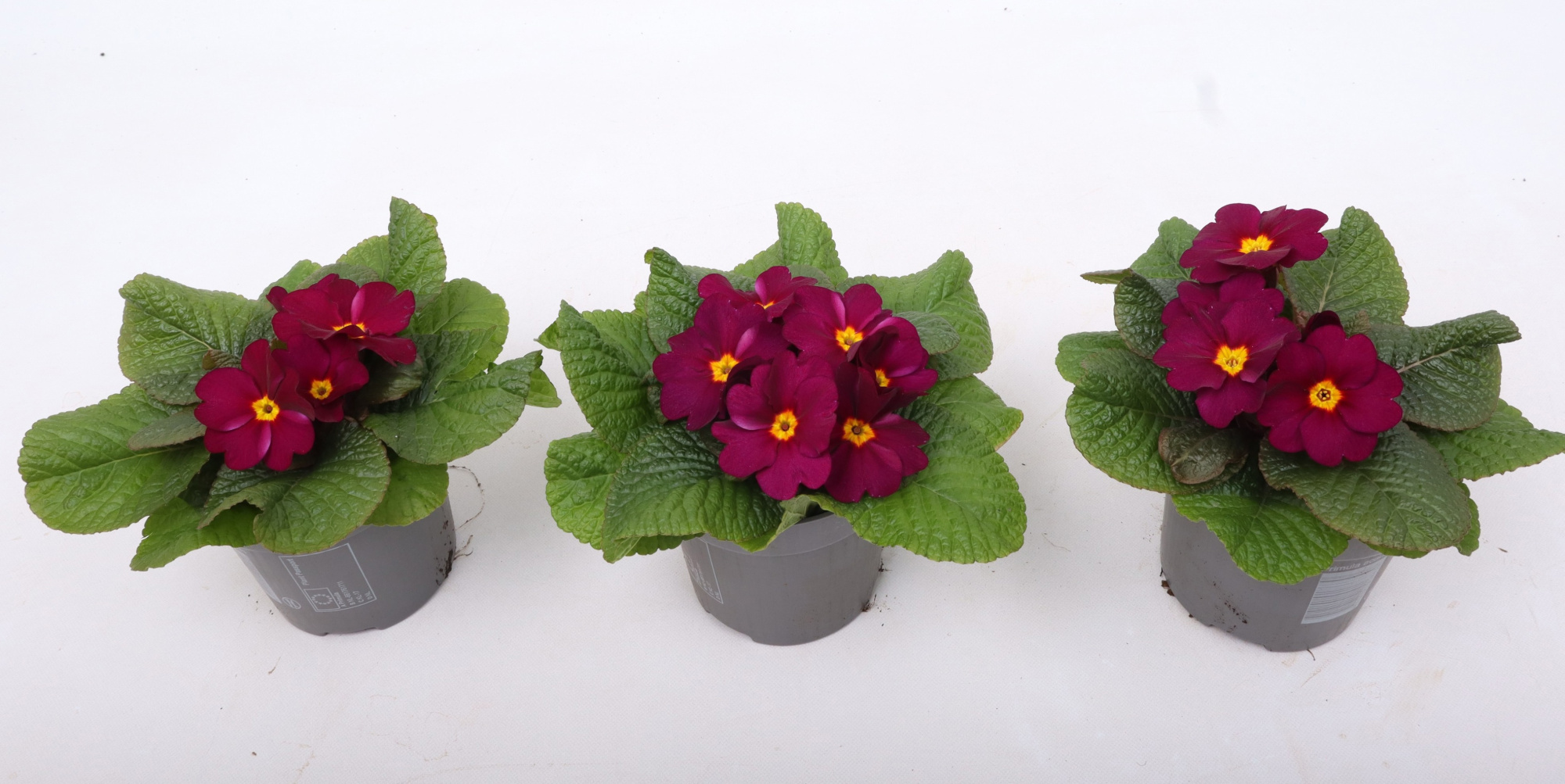 Primula Obsidian Purple 10,5 cm (winterhard), D 10,5