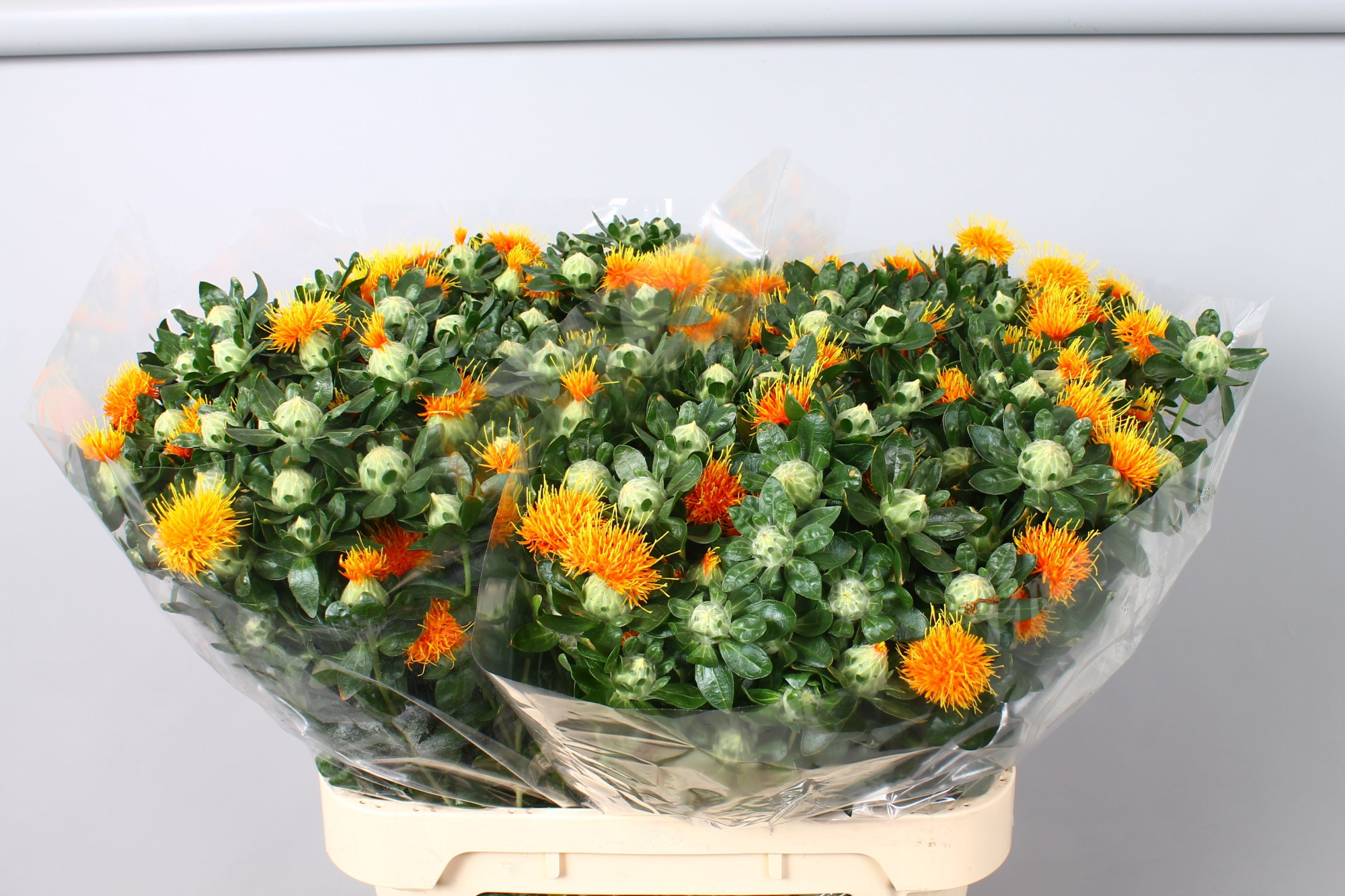 Картамус Занзибар 80 (оранж.), шт.