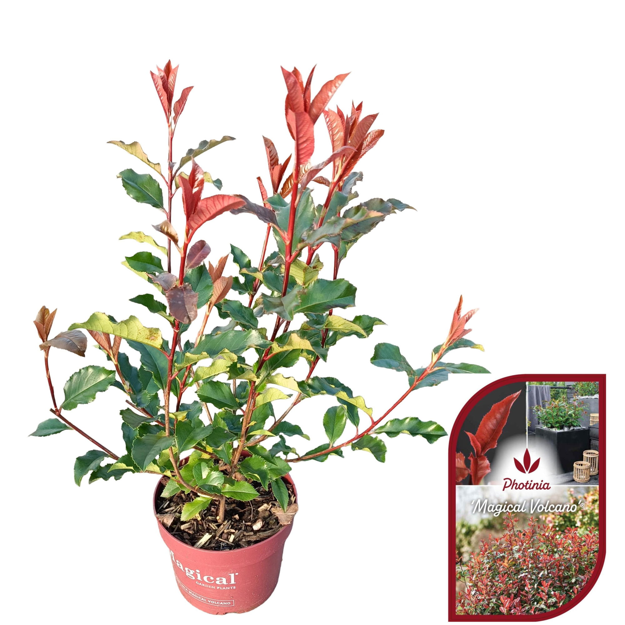 Photinia fraseri 'Magical Volcano'® C2, D 17