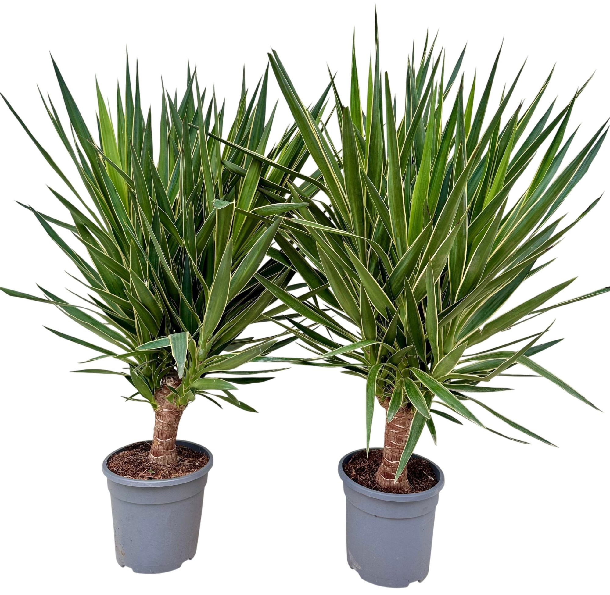 Yucca elephantipes puck P26 3pp, D 26