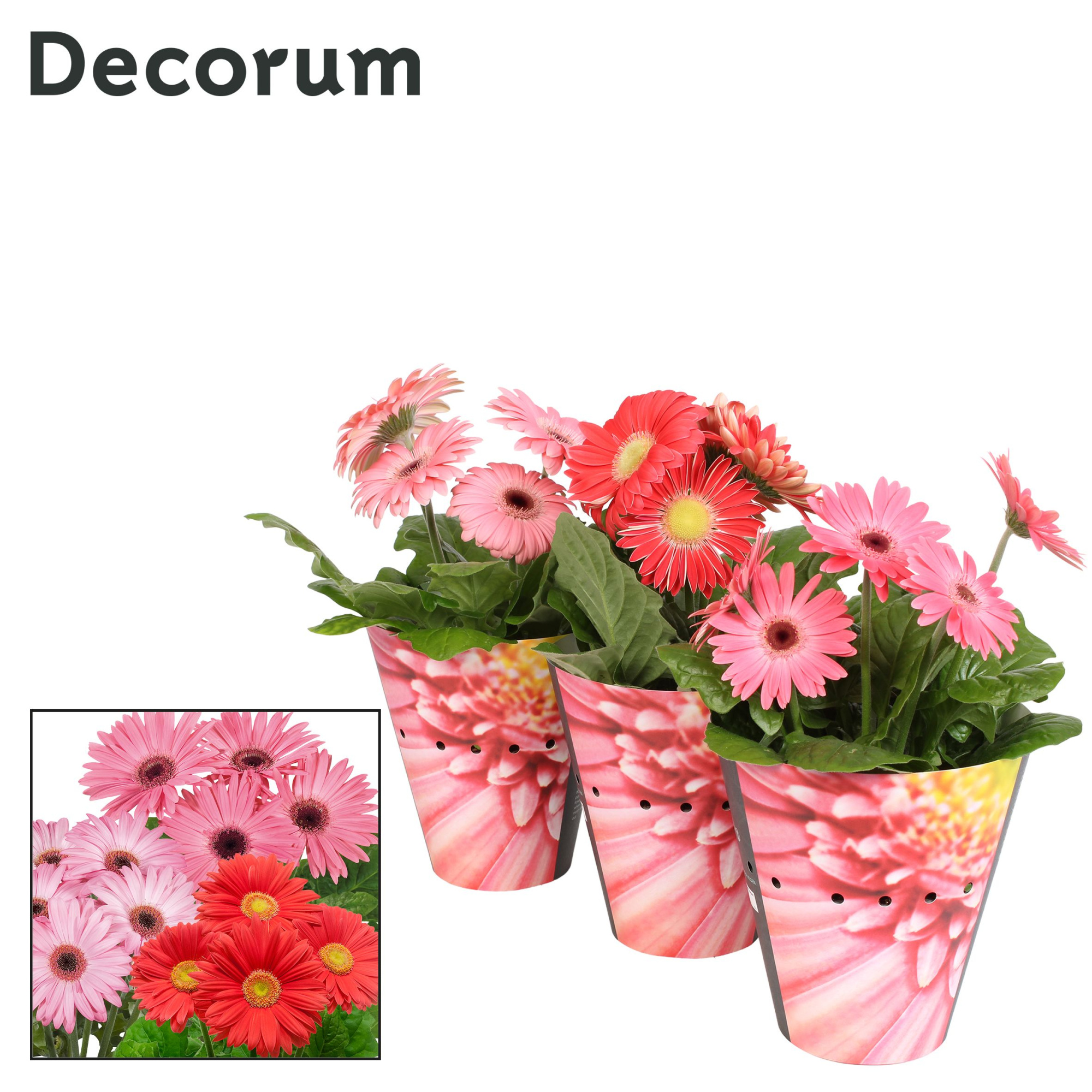 Gerbera 2+ bl. 12cm rose (diverse kleurtinten)potcover Decorum, D 12 cm
