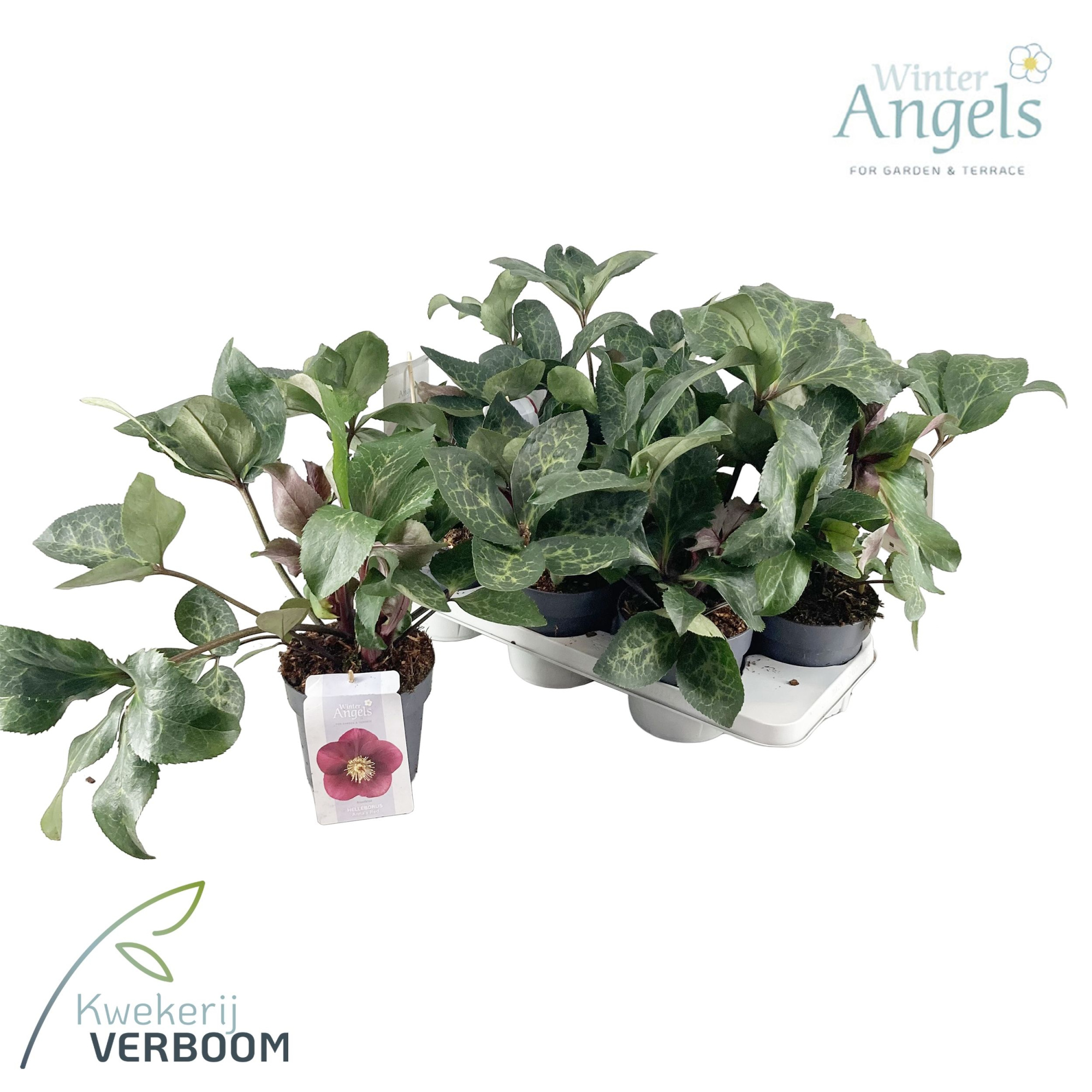 Helleborus Frostkiss Anna's Red P15 GROEN, D 15 cm